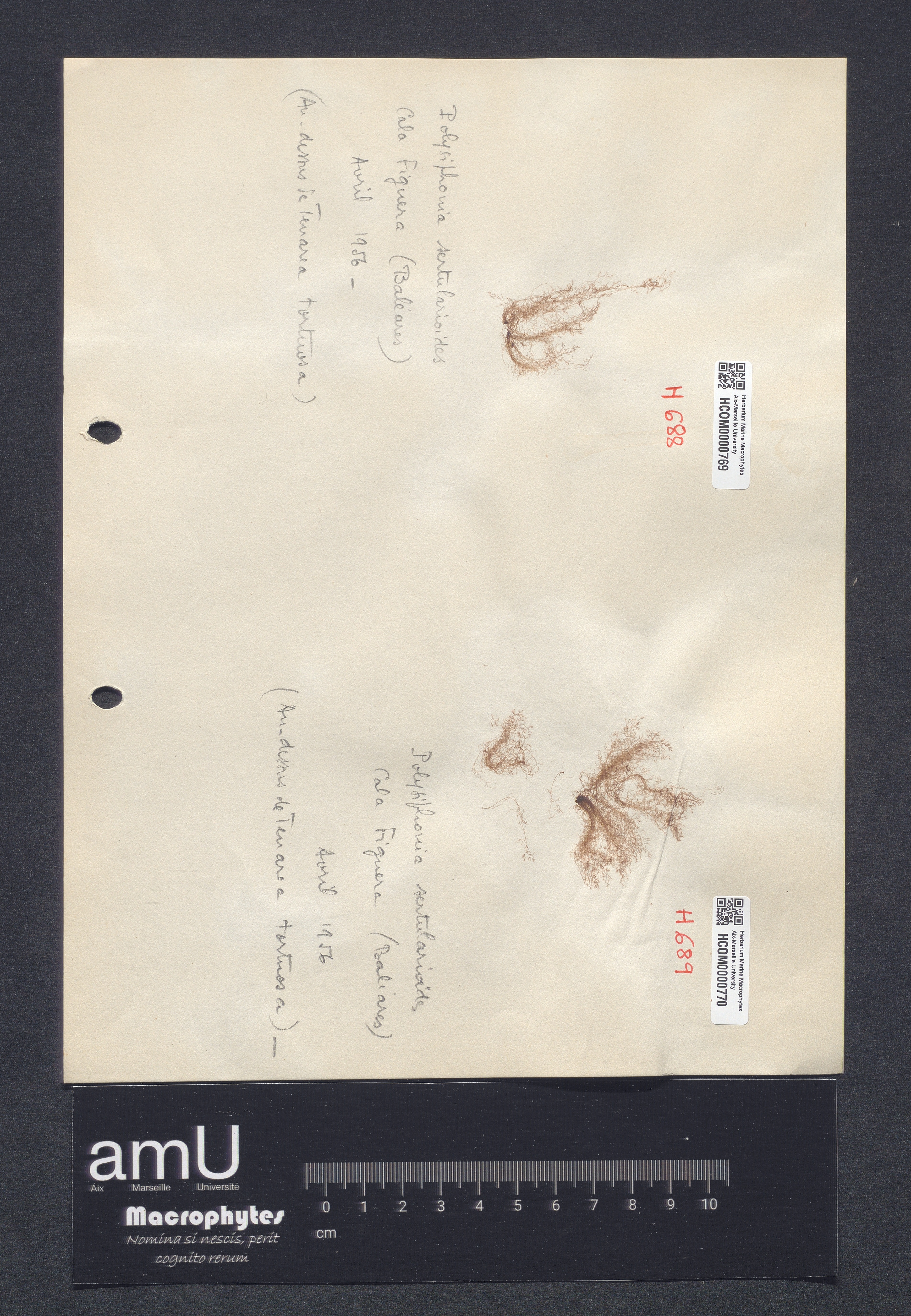 Polysiphonia sertularioides specimen