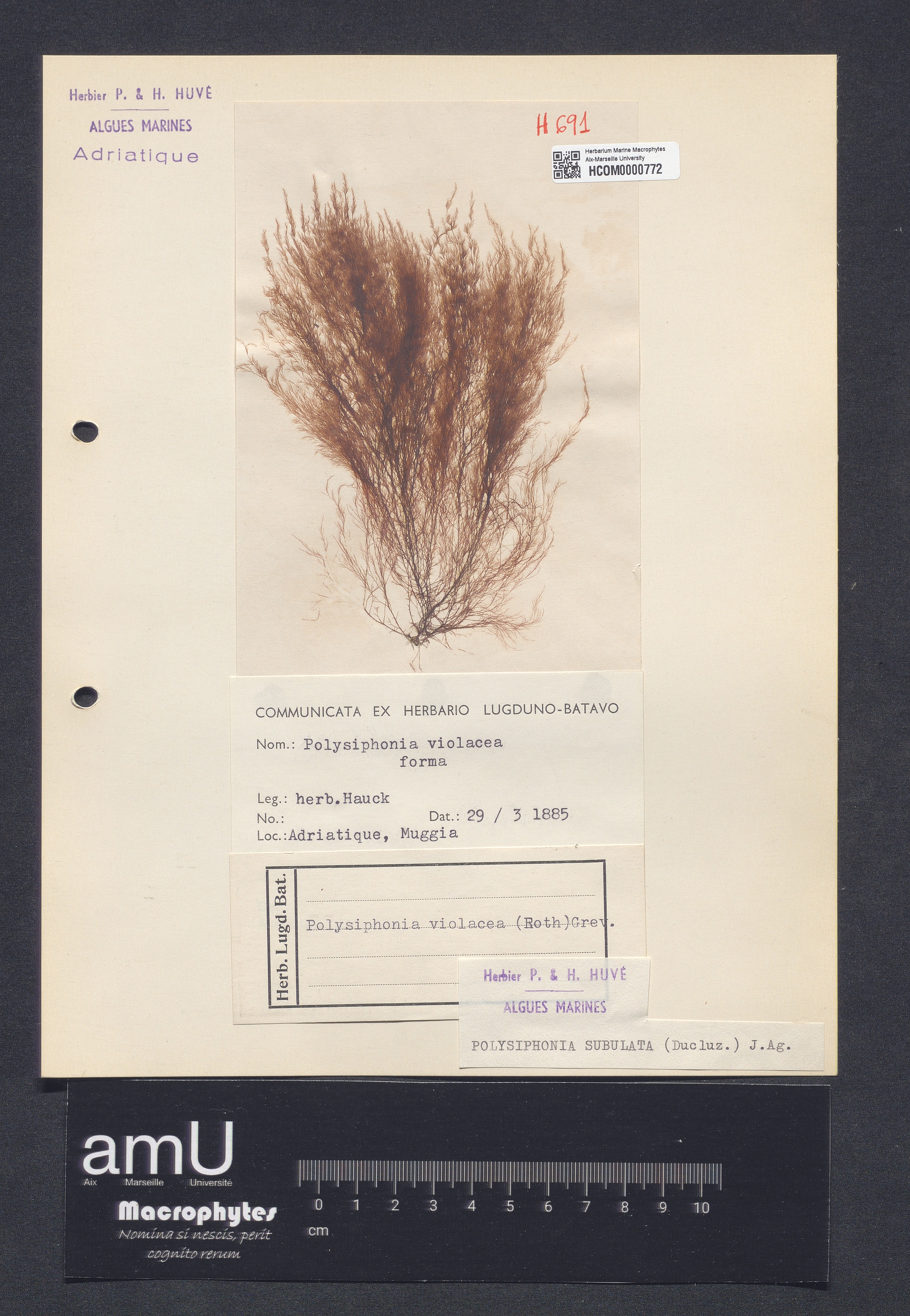 Polysiphonia subulata specimen