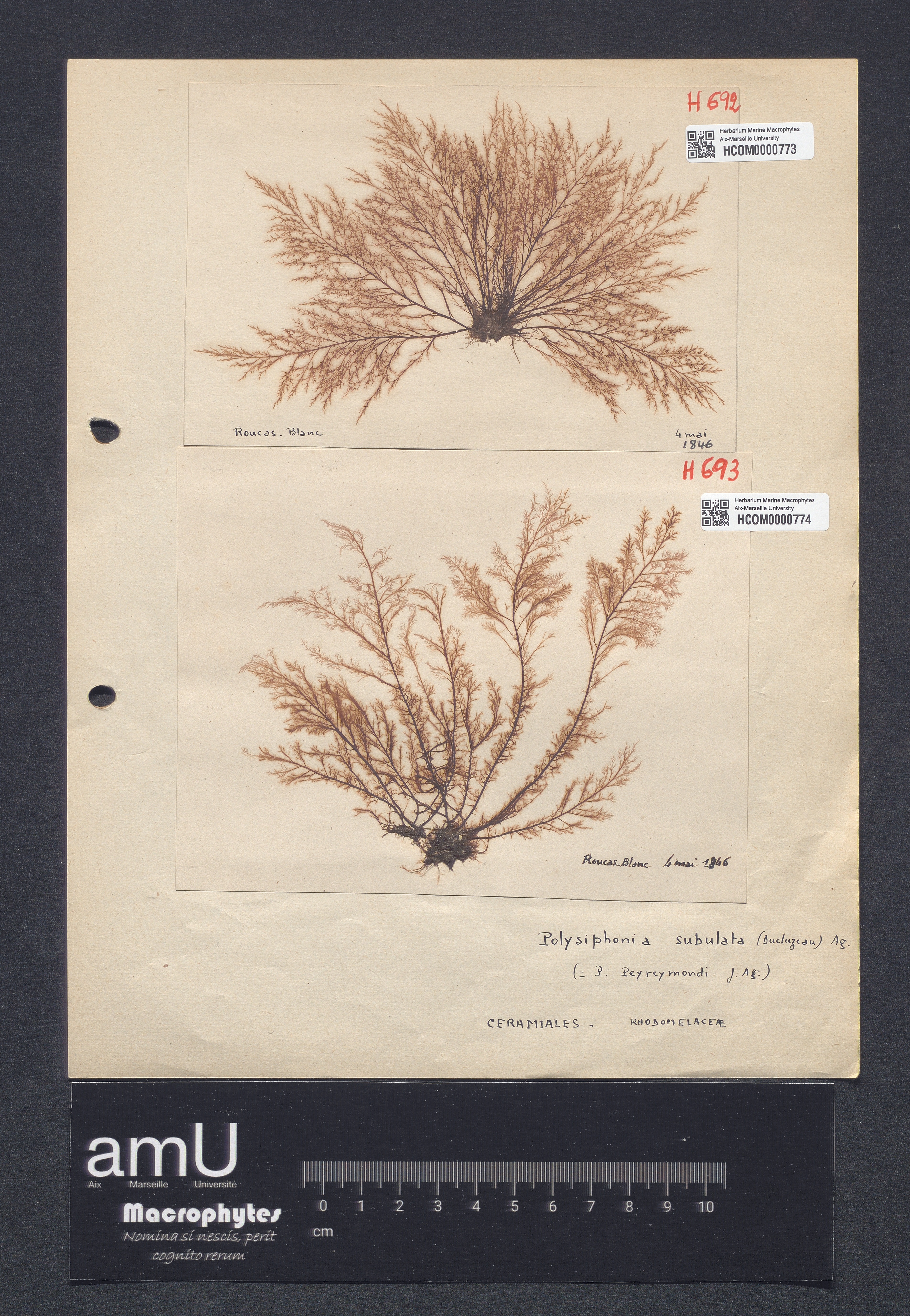 Polysiphonia subulata specimen