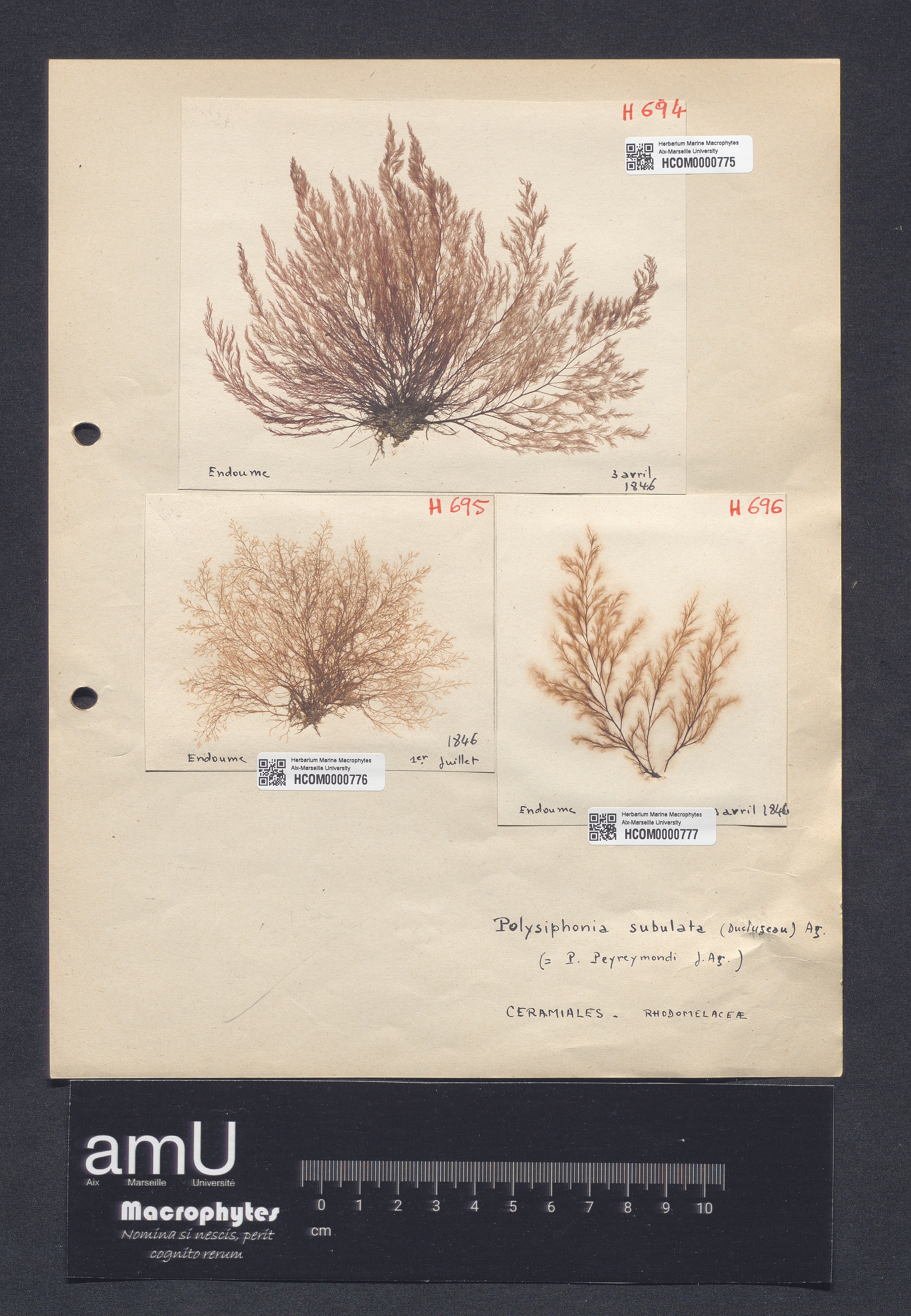 Polysiphonia subulata specimen