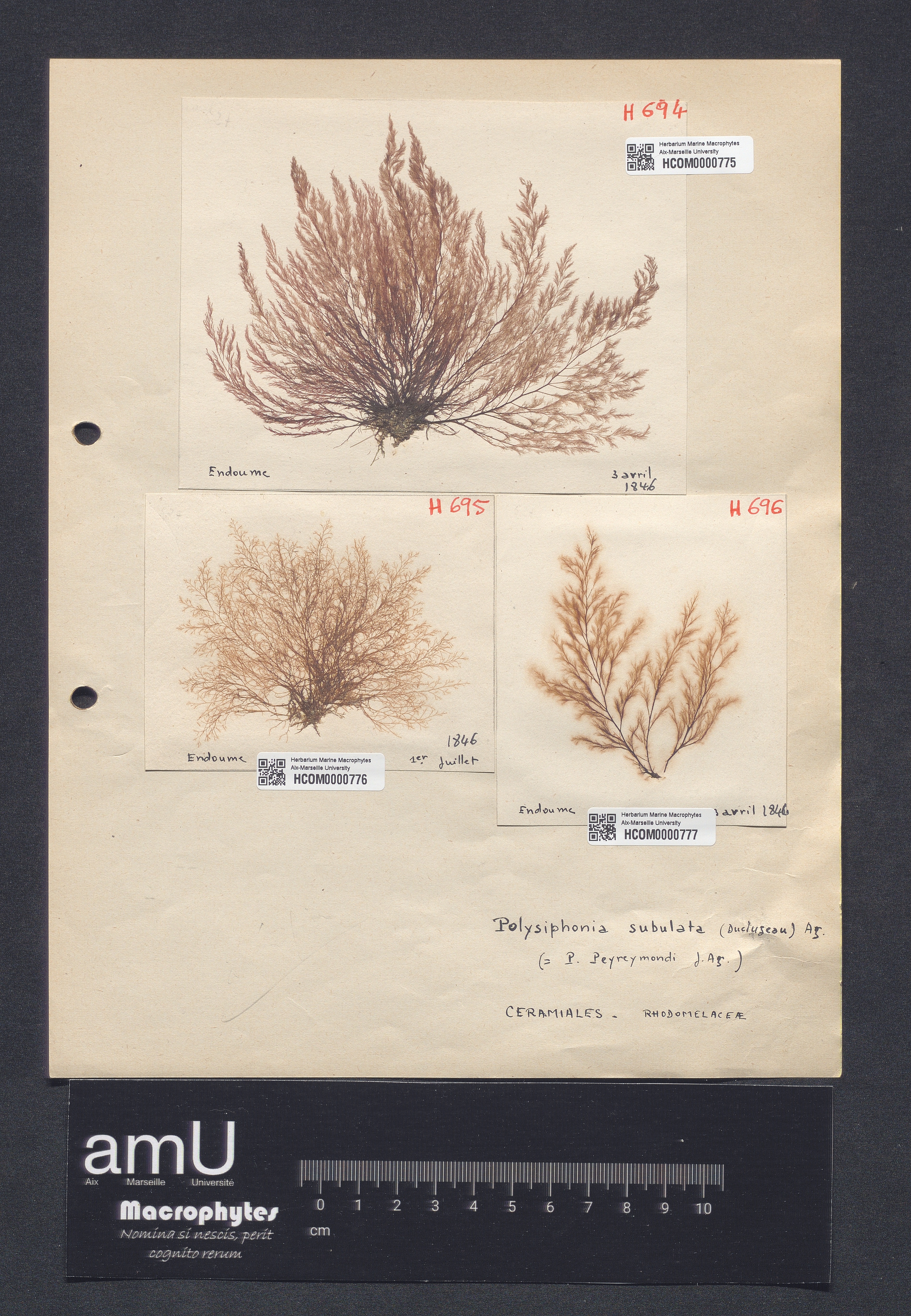 Polysiphonia subulata specimen