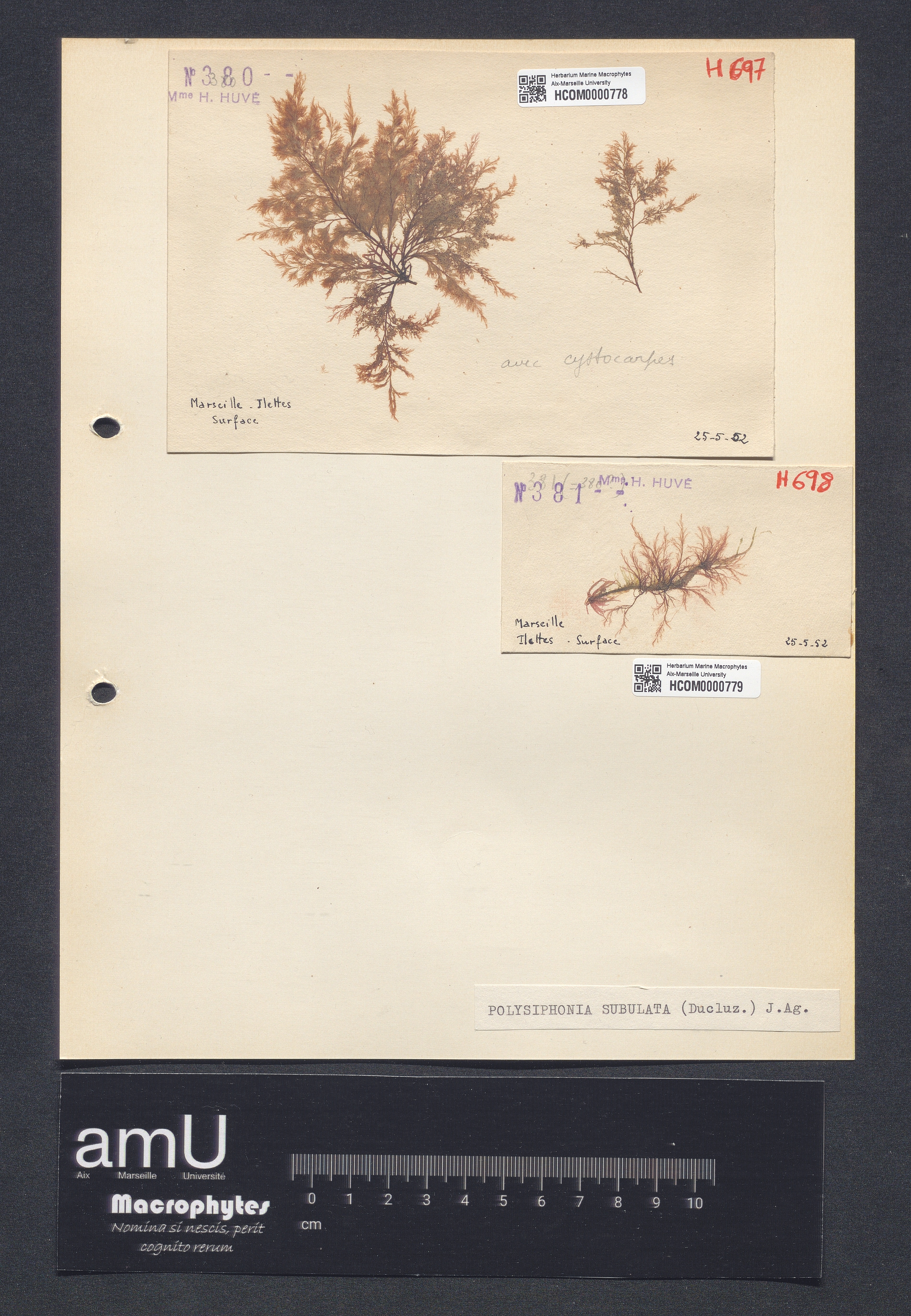 Polysiphonia subulata specimen