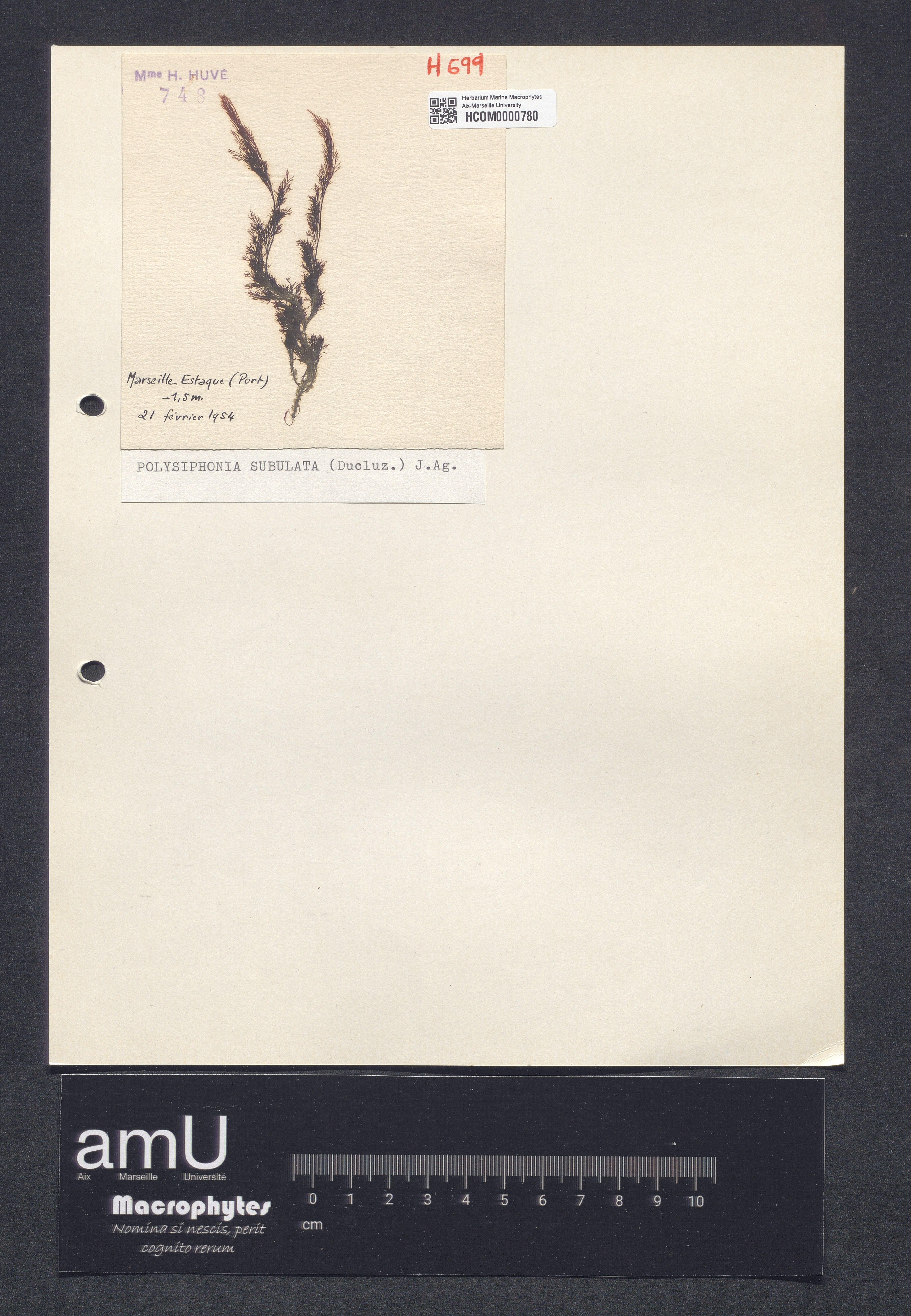 Polysiphonia subulata specimen