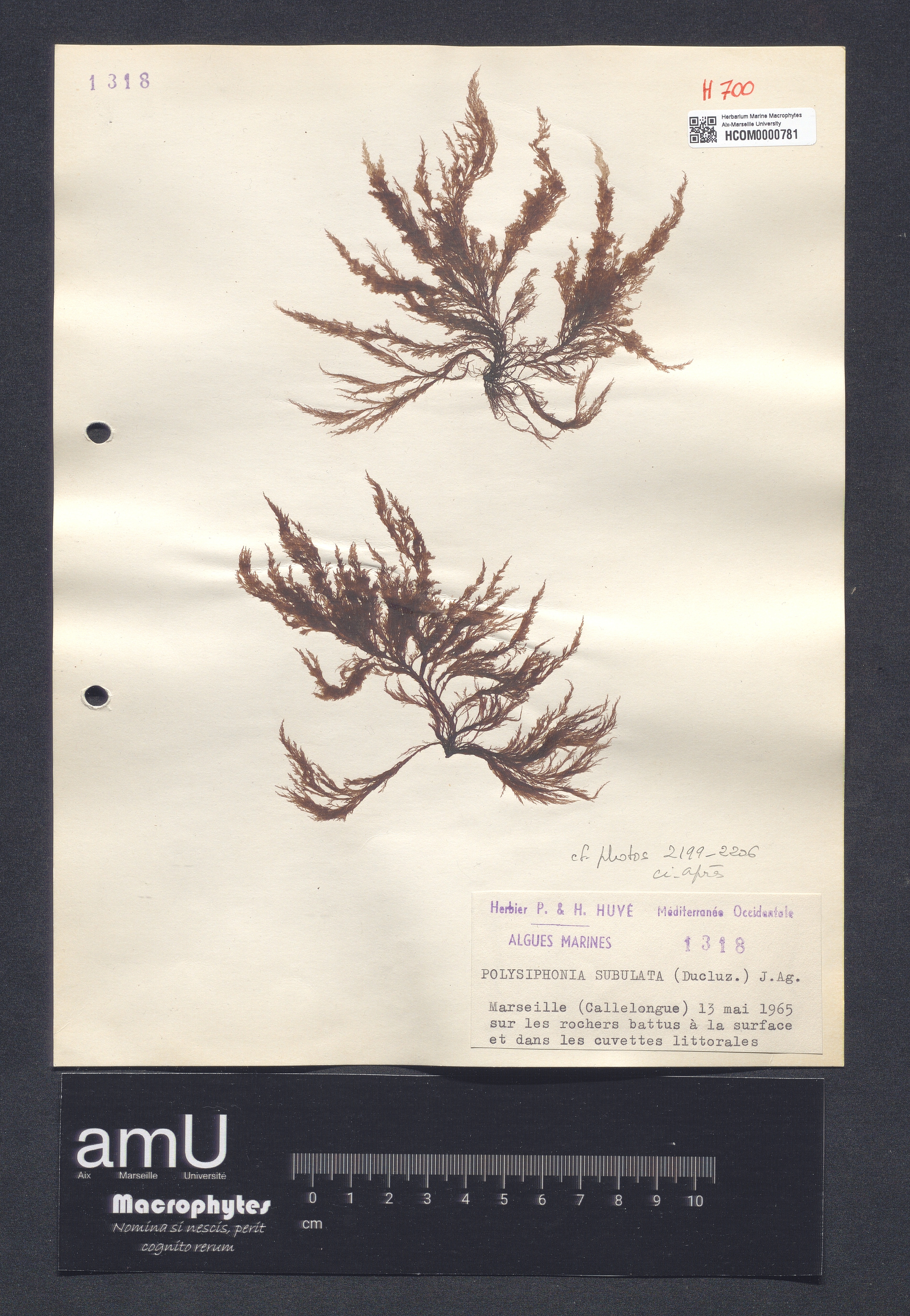 Polysiphonia subulata specimen
