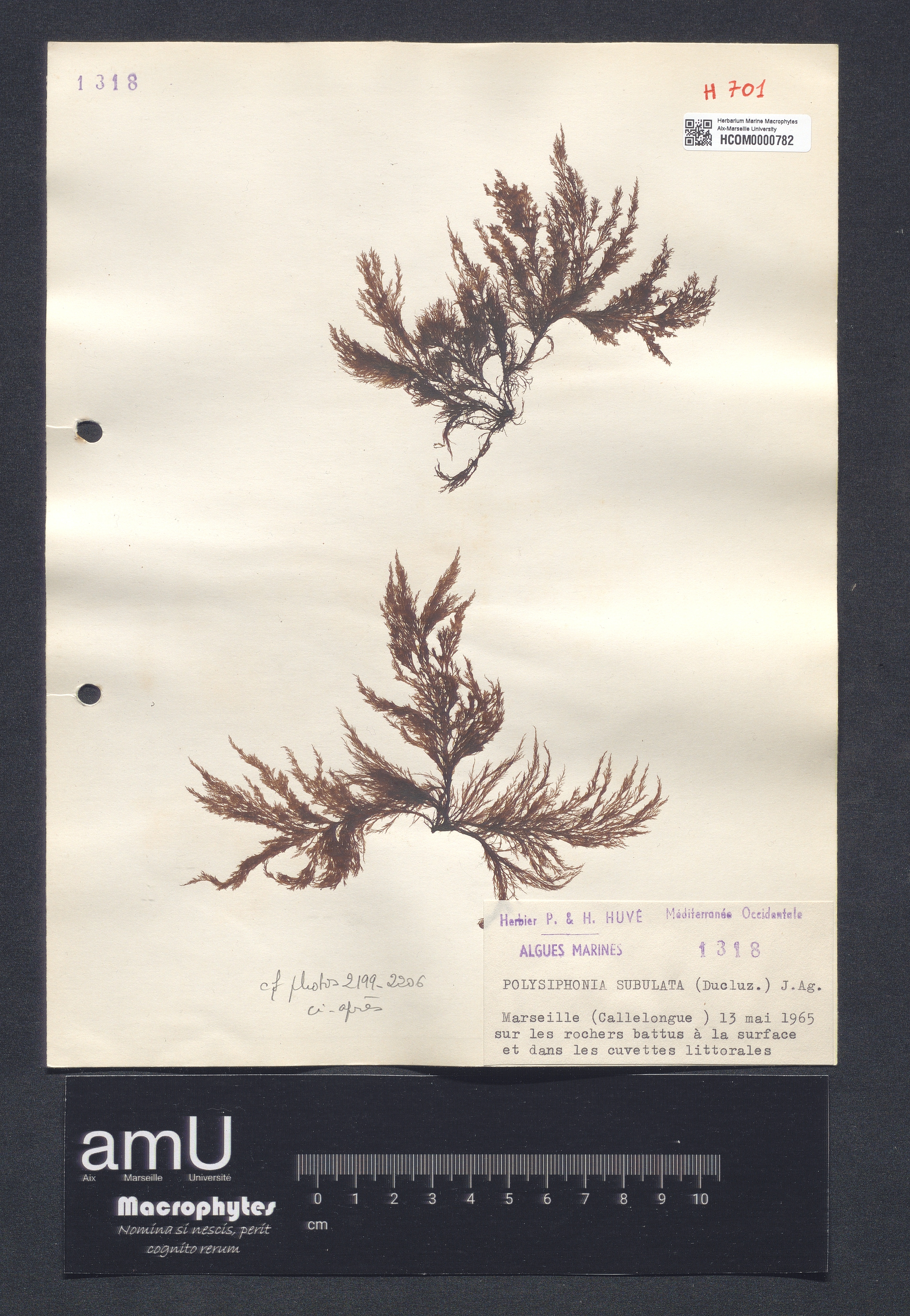 Polysiphonia subulata specimen