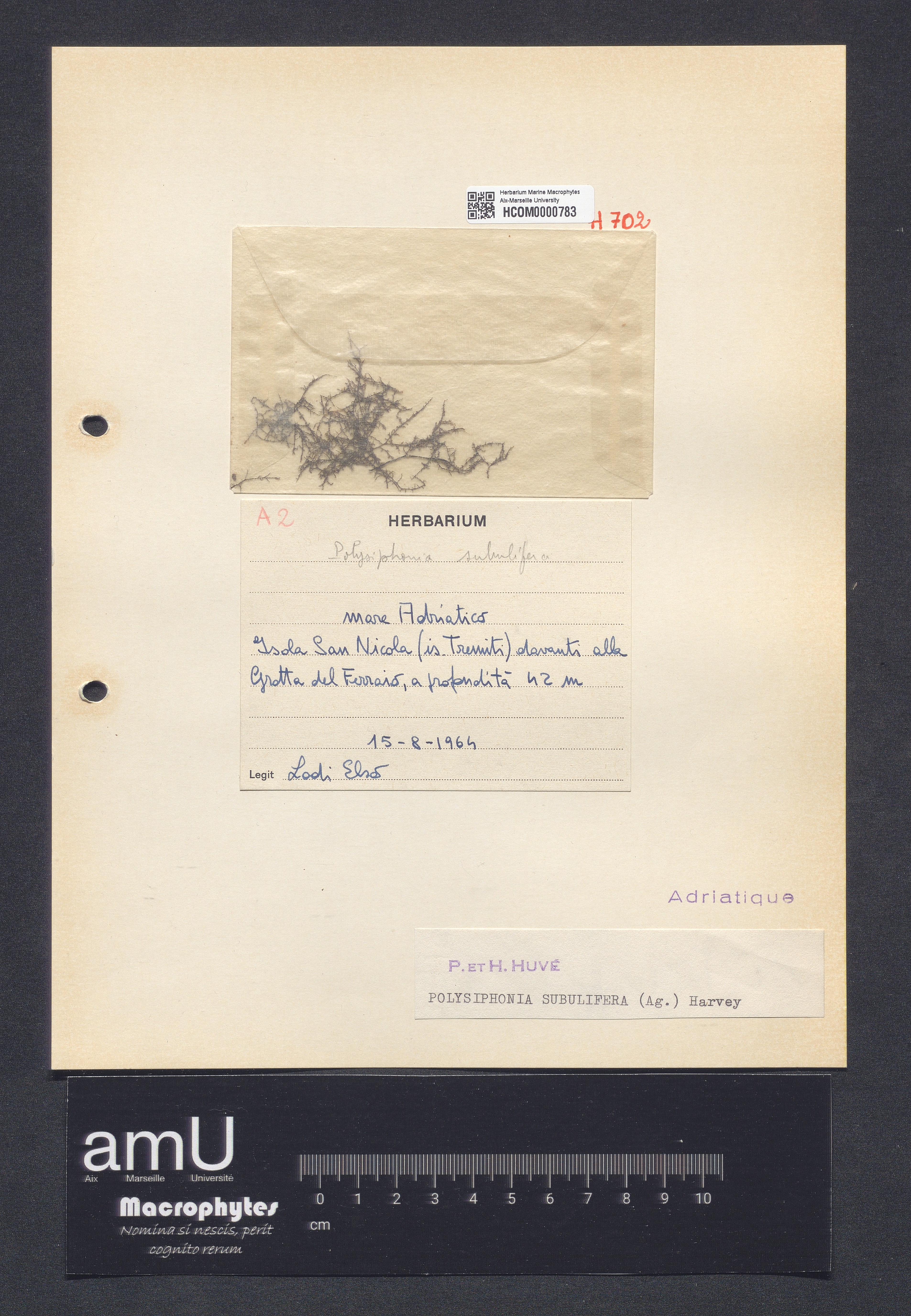 Polysiphonia subulifera specimen