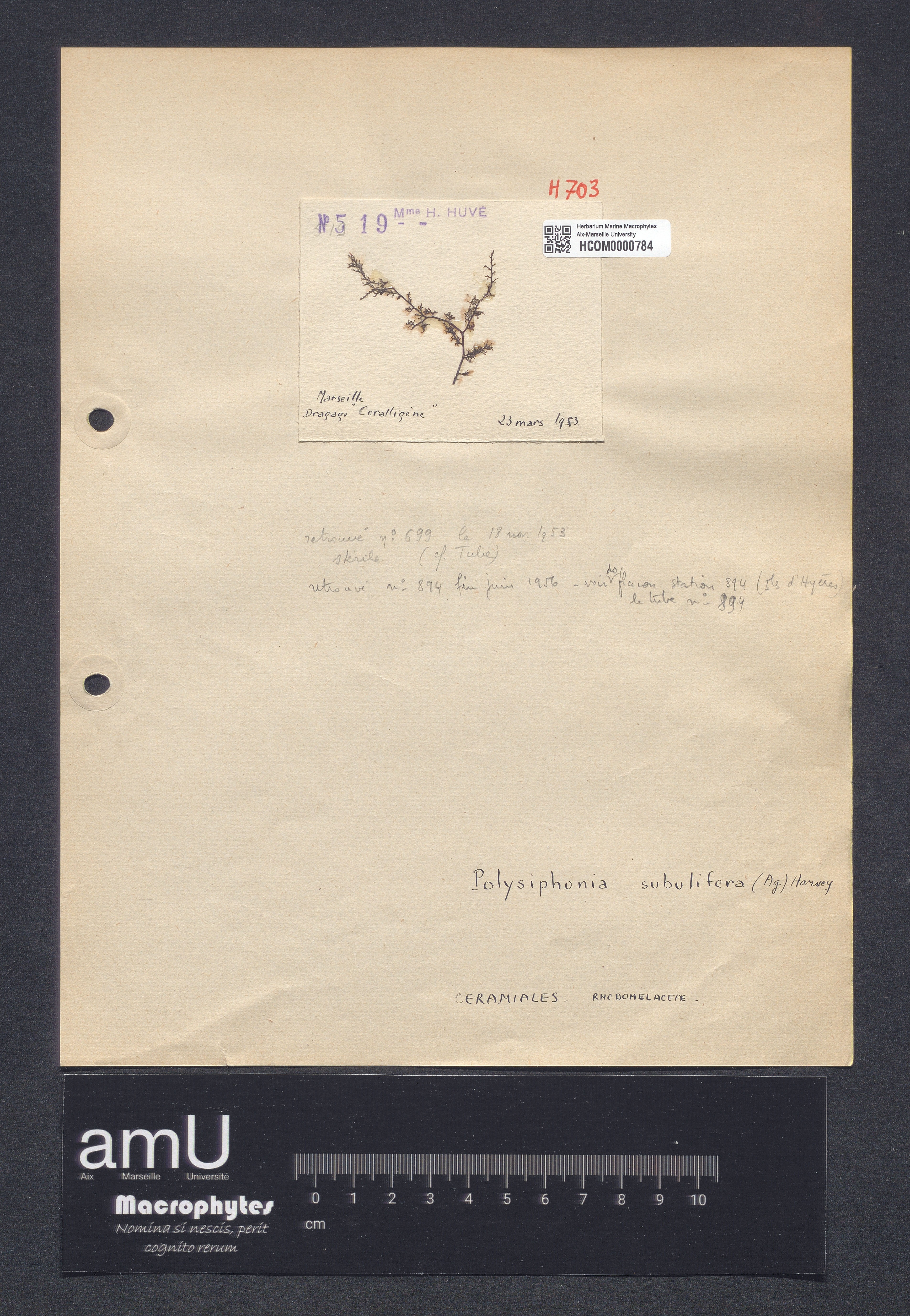 Polysiphonia subulifera specimen