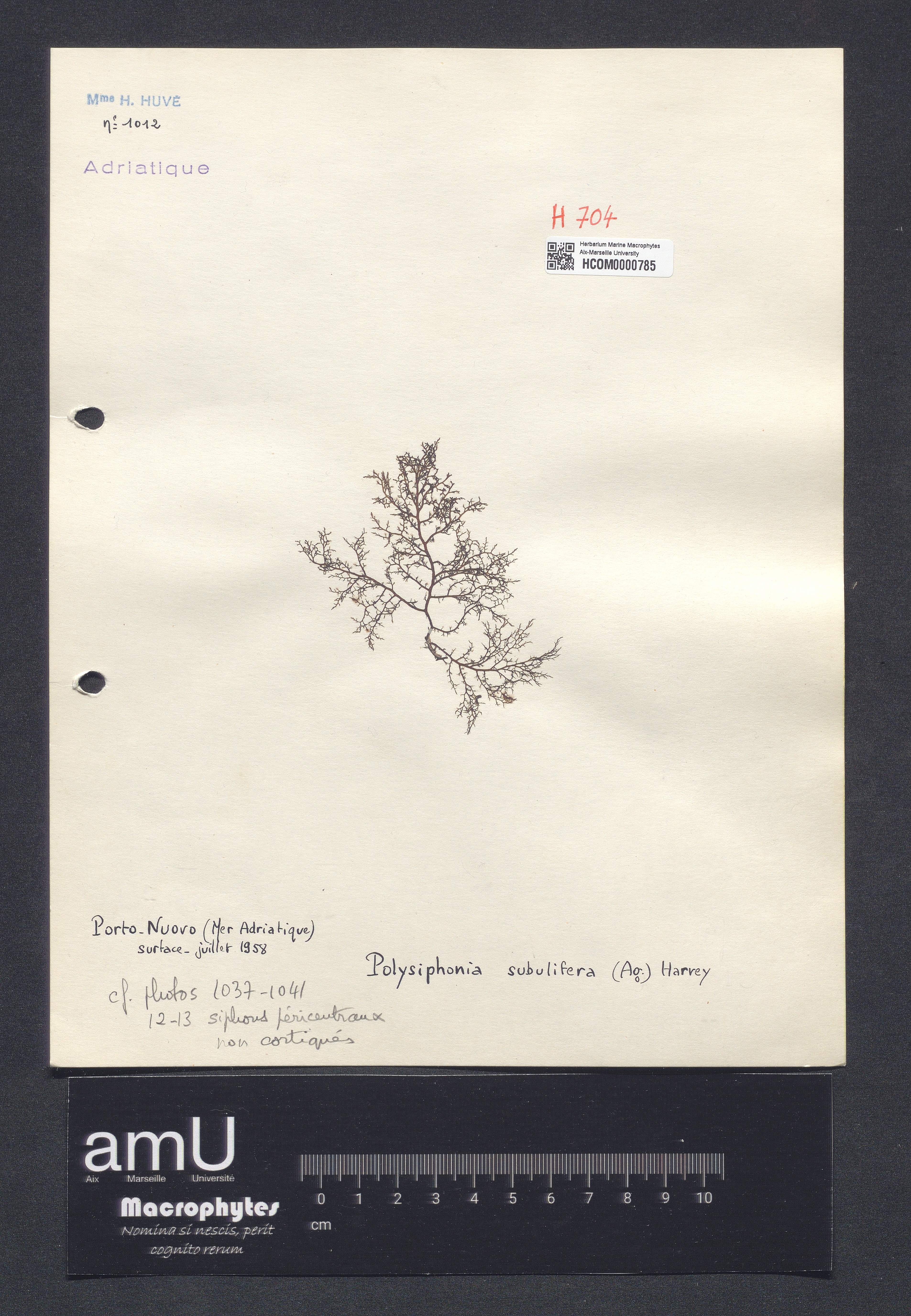 Polysiphonia subulifera specimen