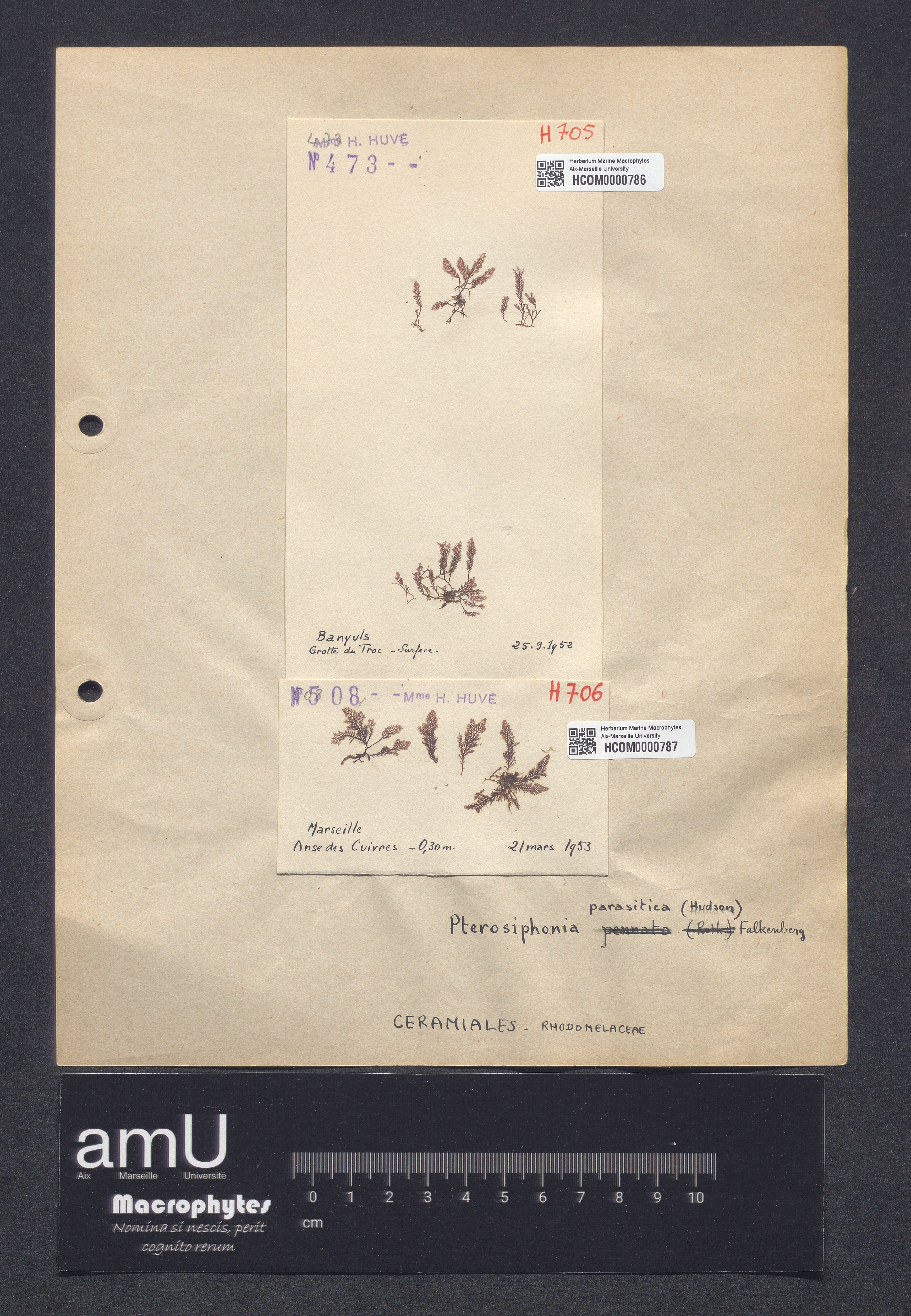 Pterosiphonia parasitica specimen