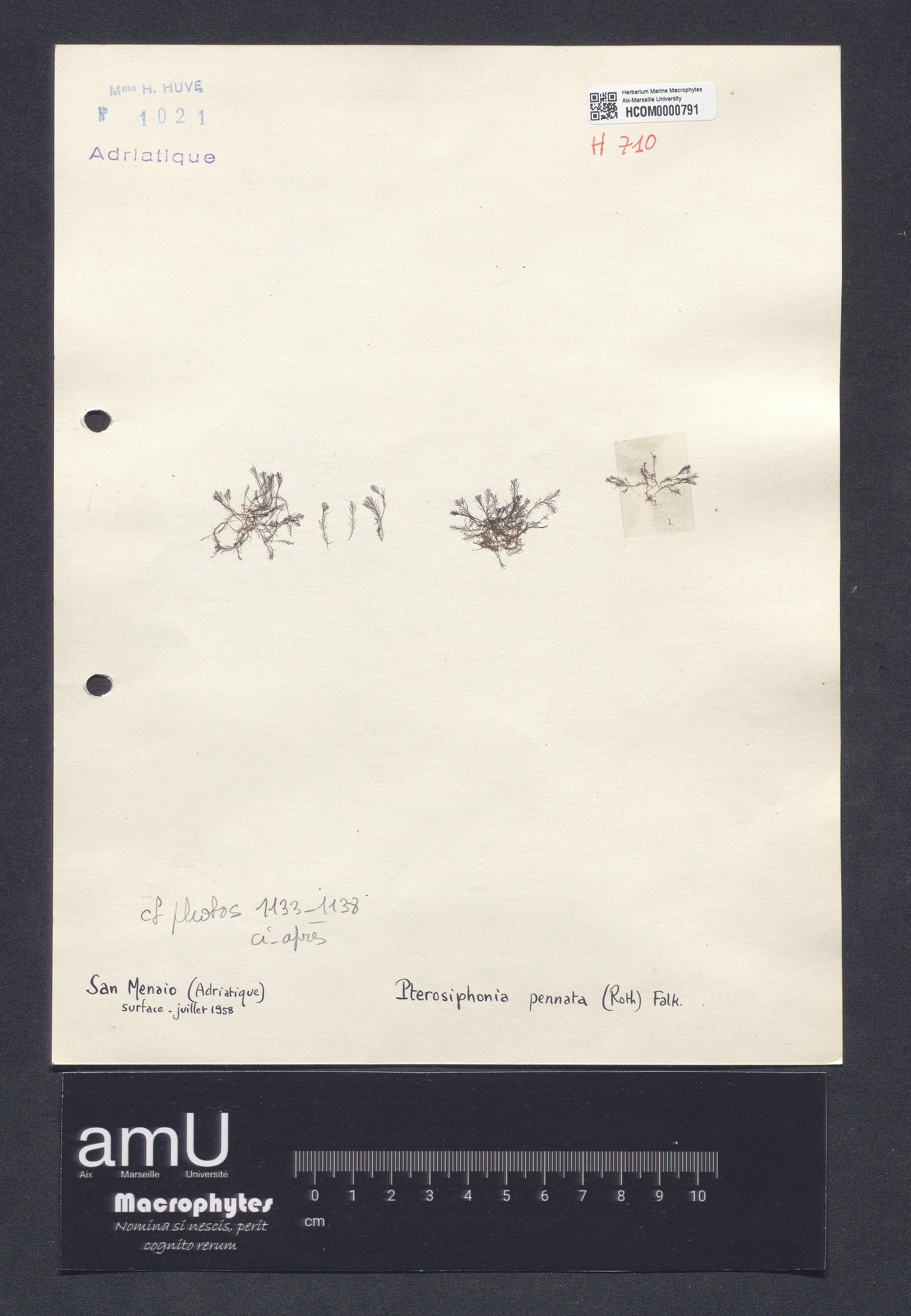 Pterosiphonia pennata specimen