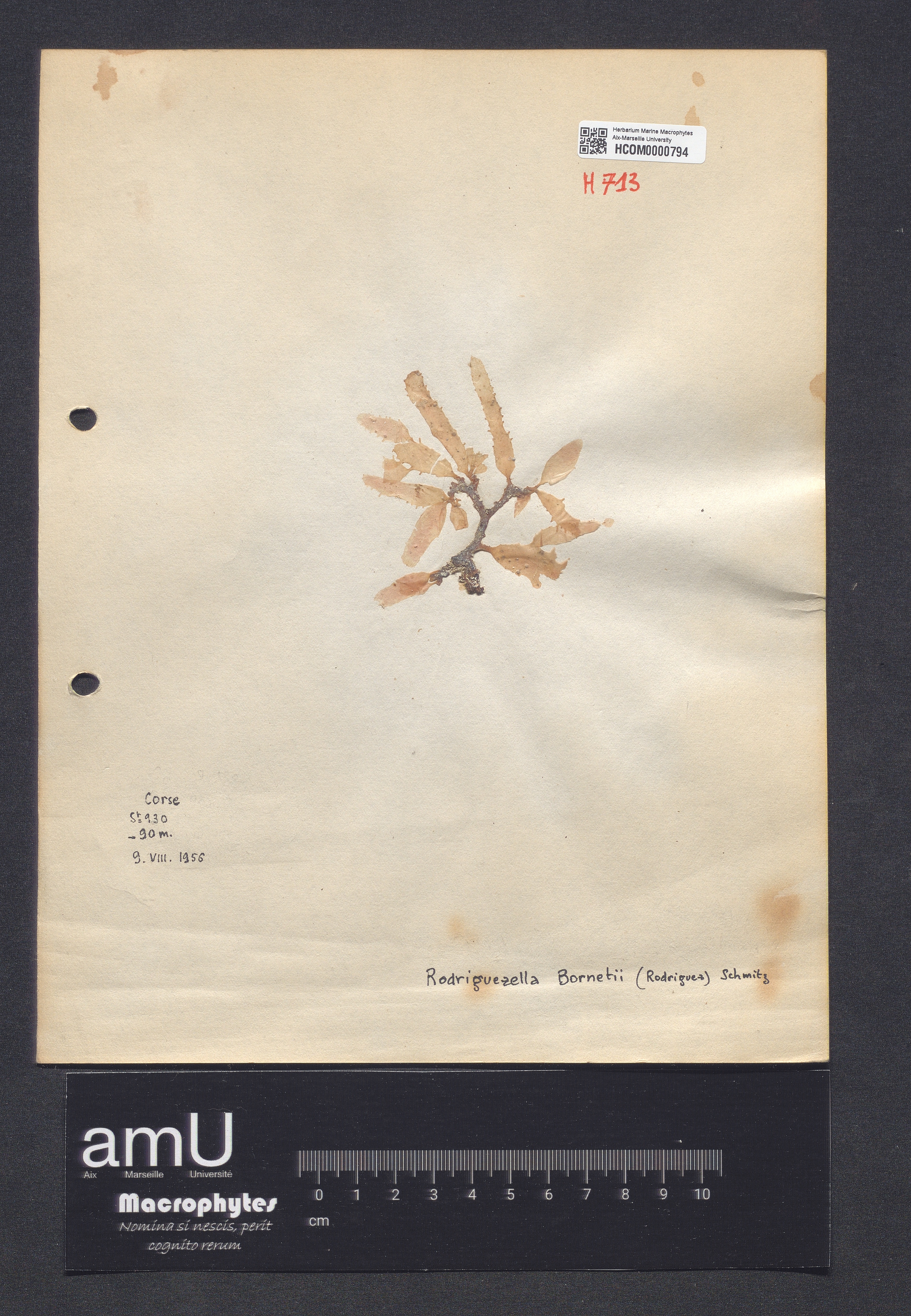 Rodriguezella bornetii specimen