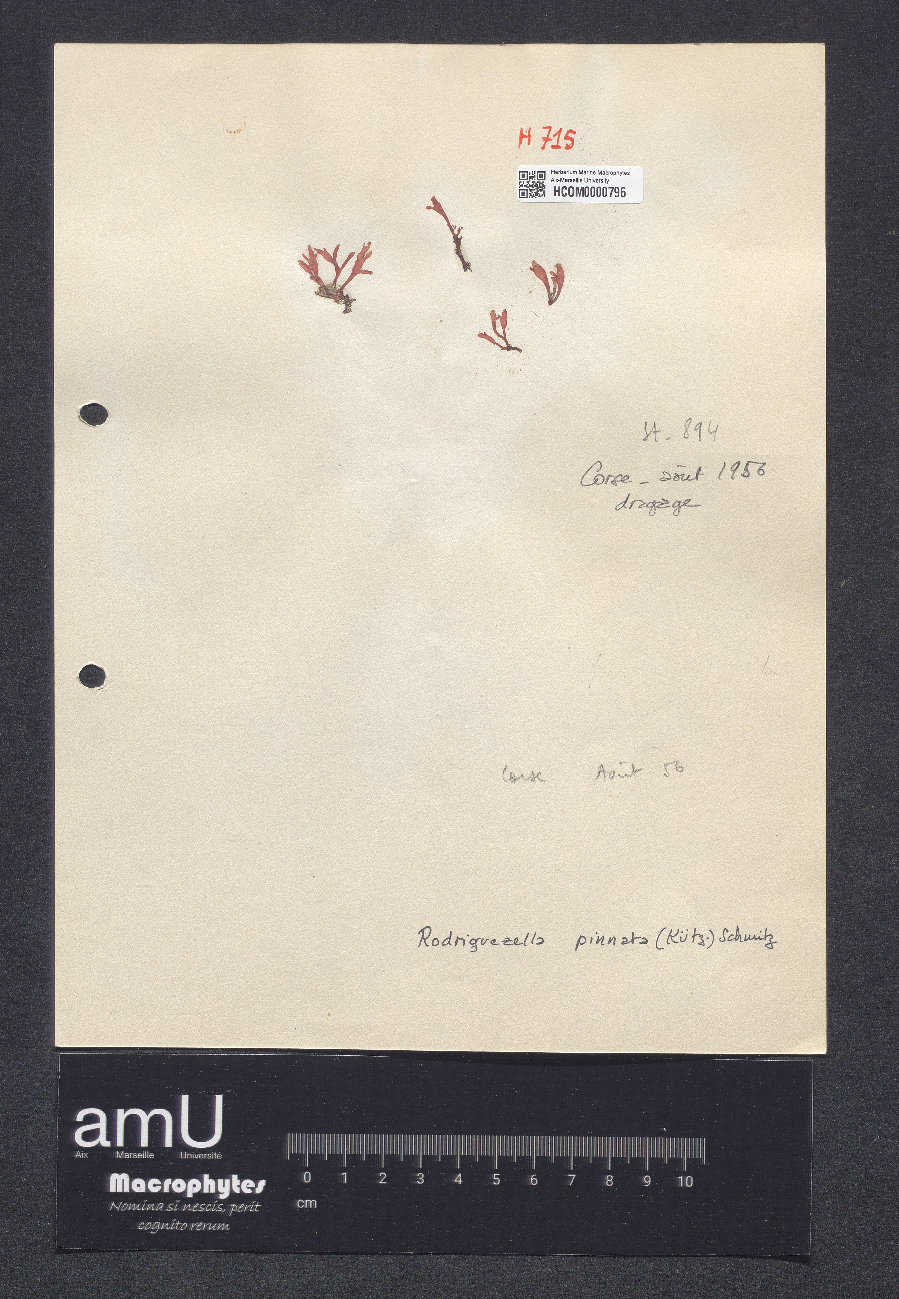 Rodriguezella pinnata specimen