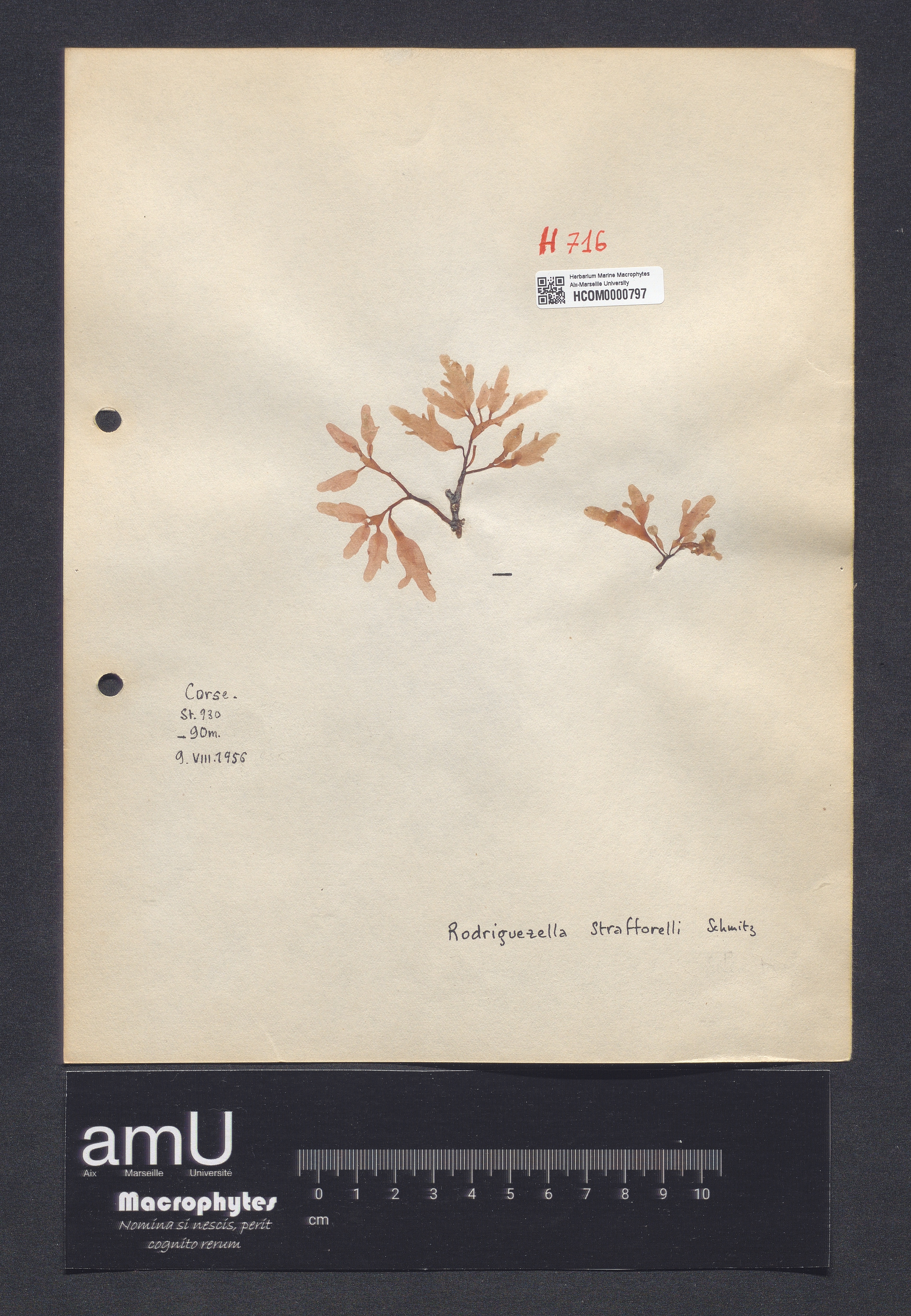 Rodriguezella straforelli specimen