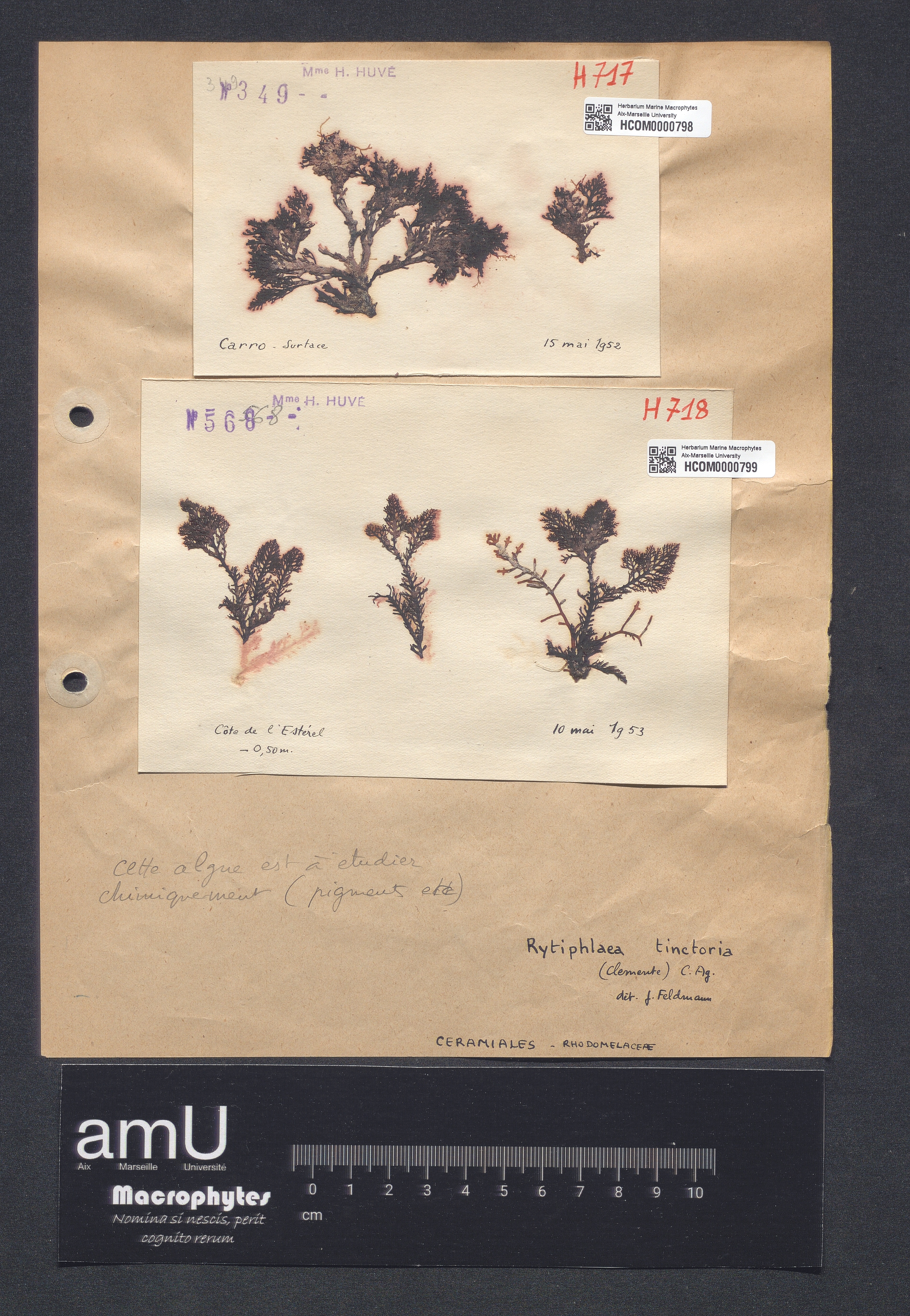 Rytiphlaea tinctoria specimen