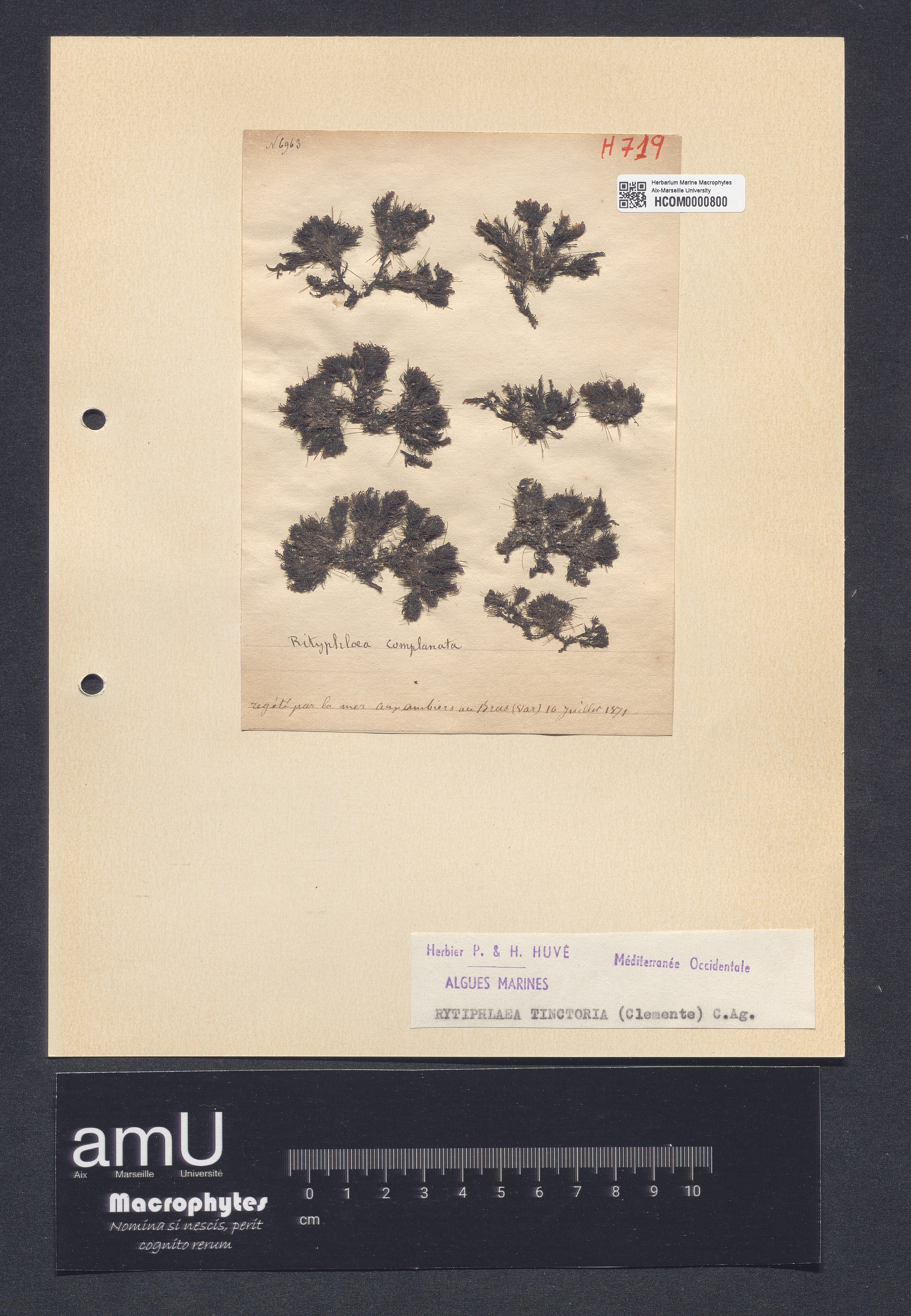 Rytiphlaea tinctoria specimen