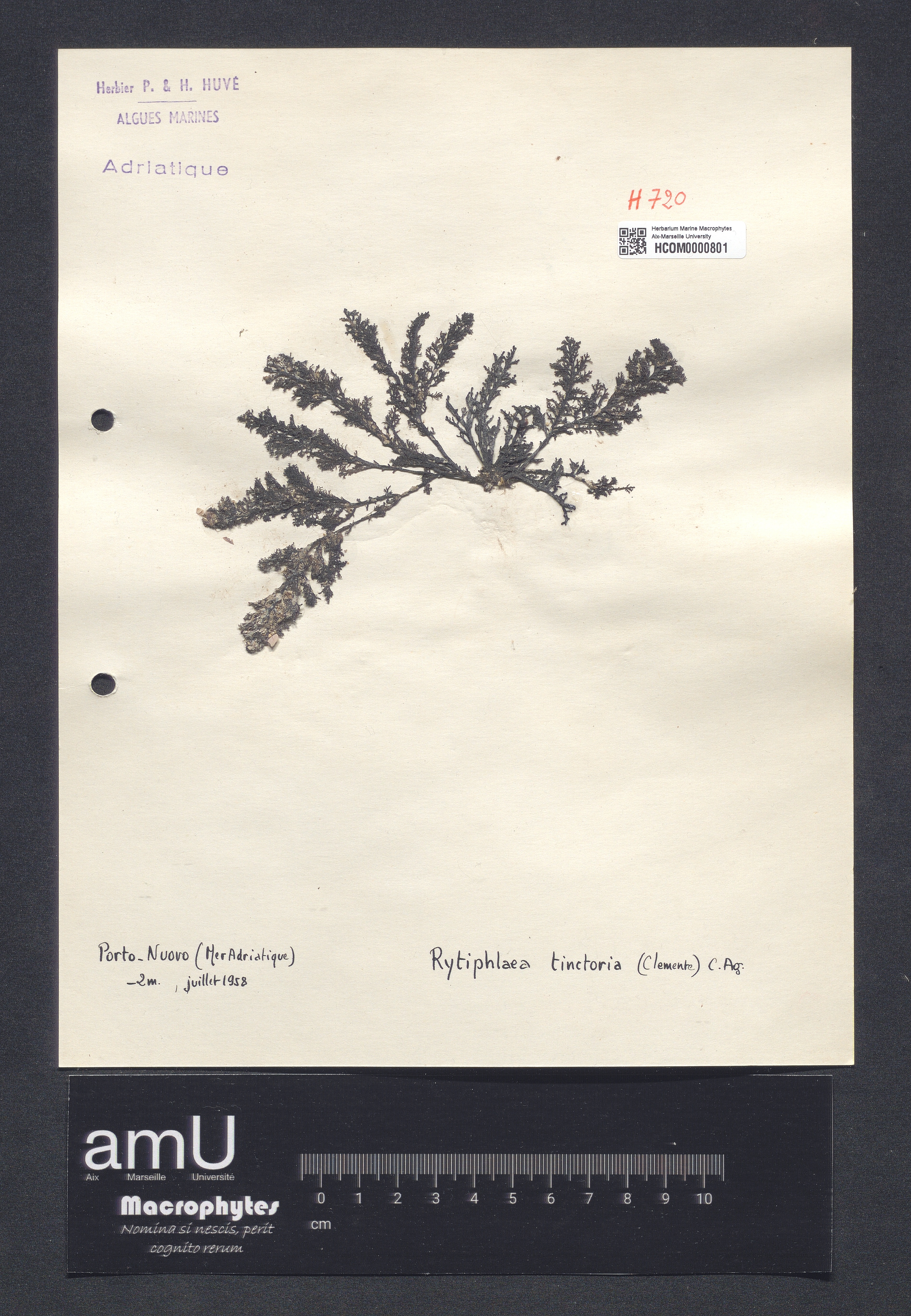 Rytiphlaea tinctoria specimen