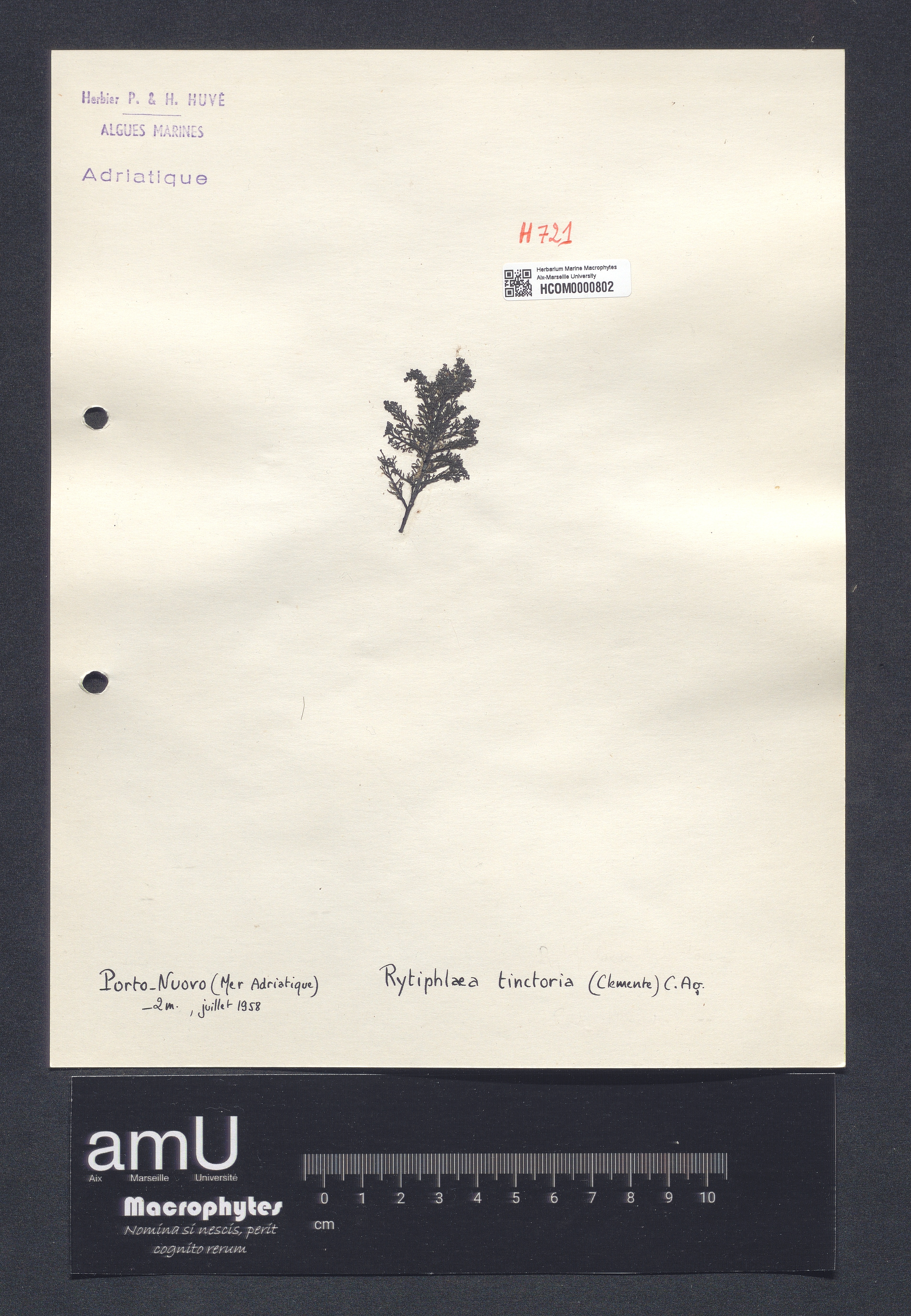Rytiphlaea tinctoria specimen