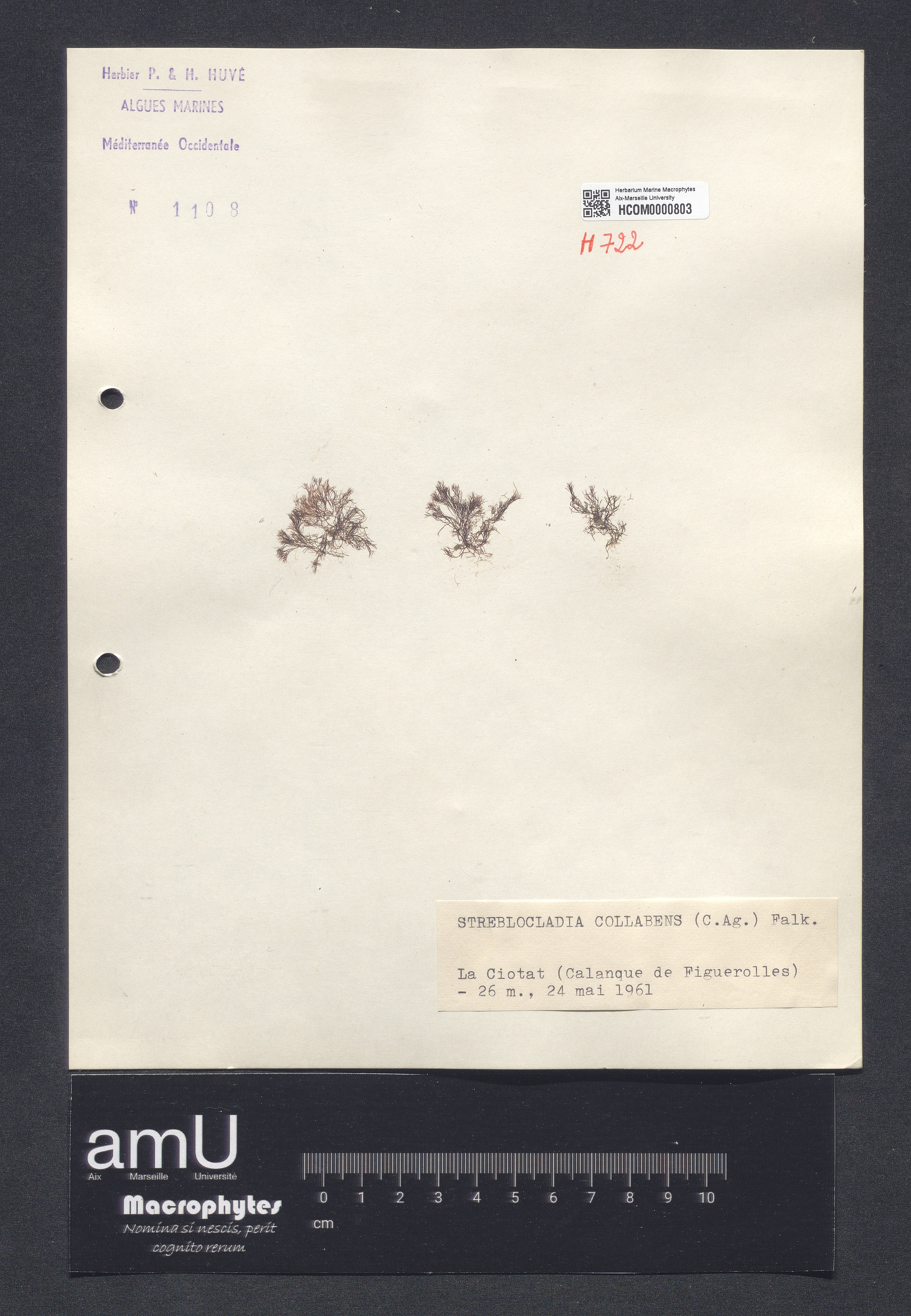 Streblocladia collabens specimen
