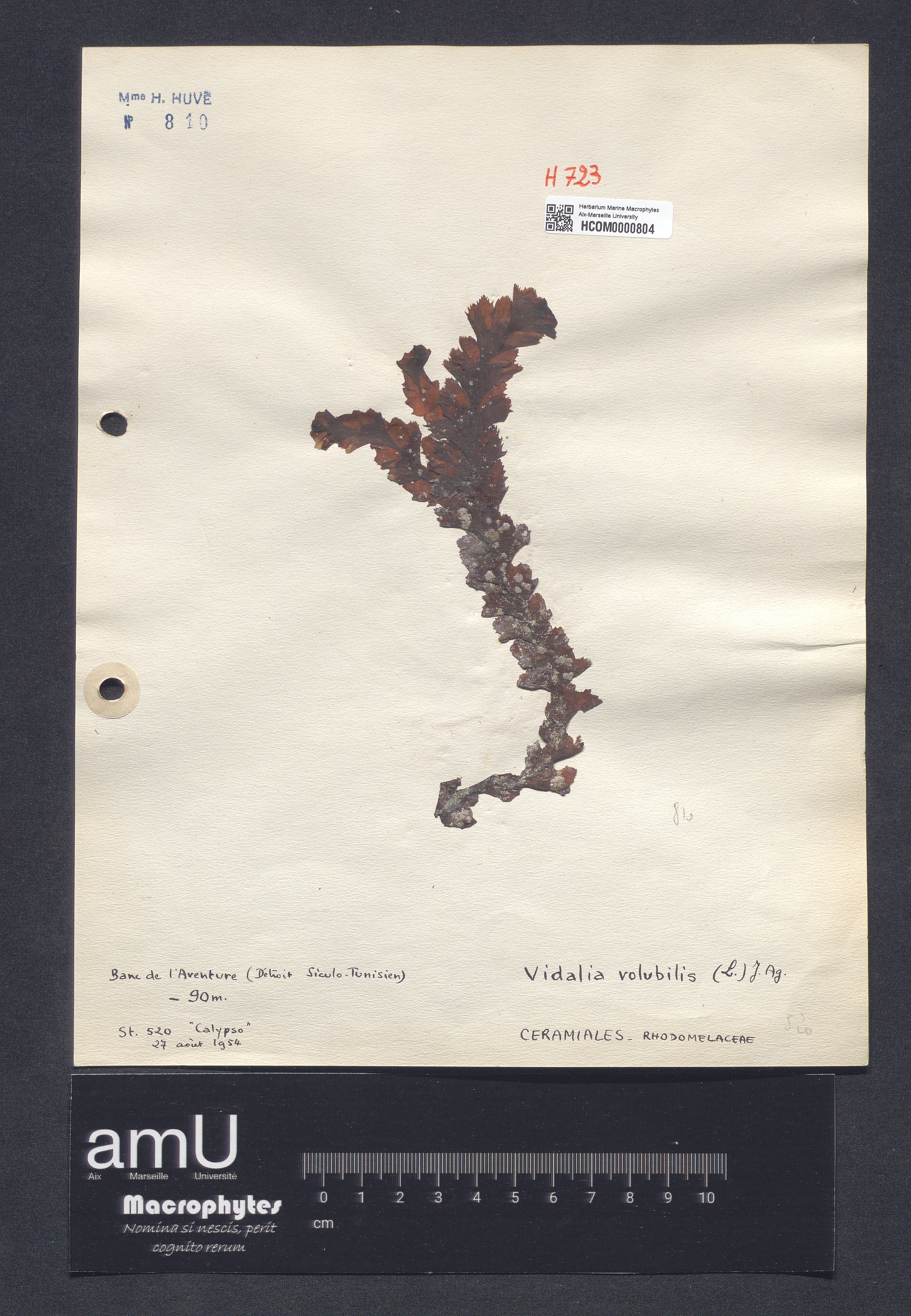 Vidalia volubilis specimen