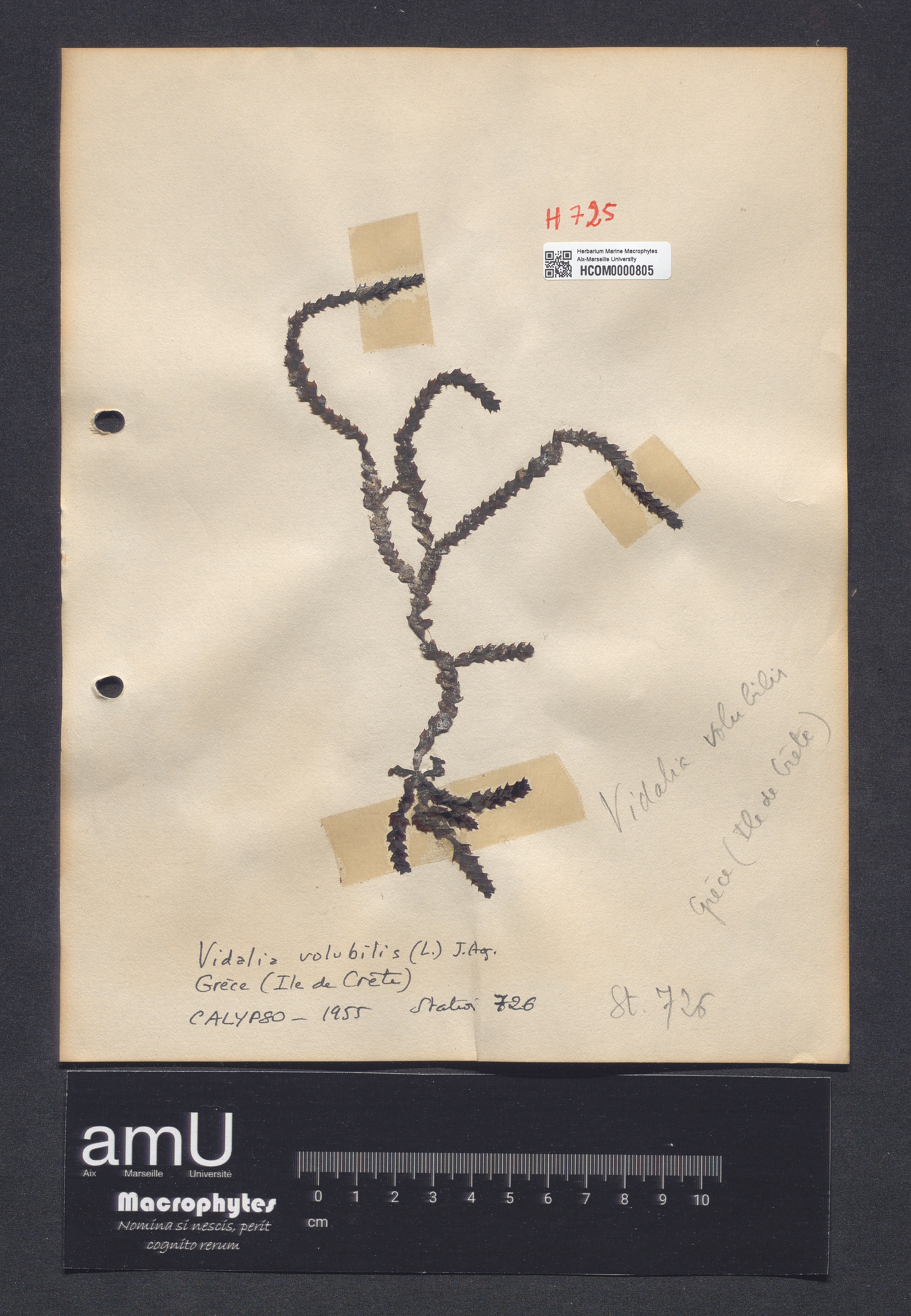 Vidalia volubilis specimen