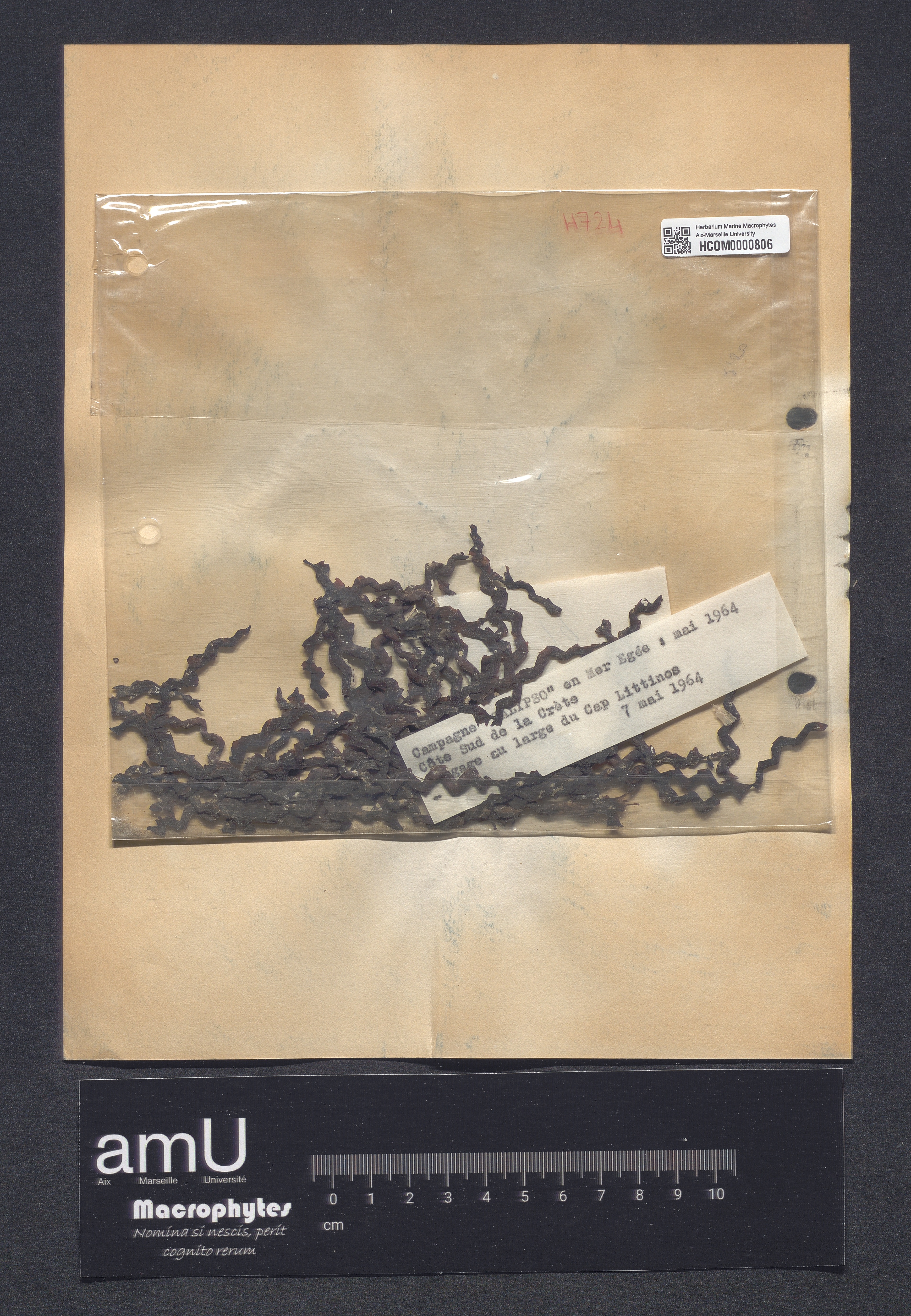 Vidalia volubilis specimen