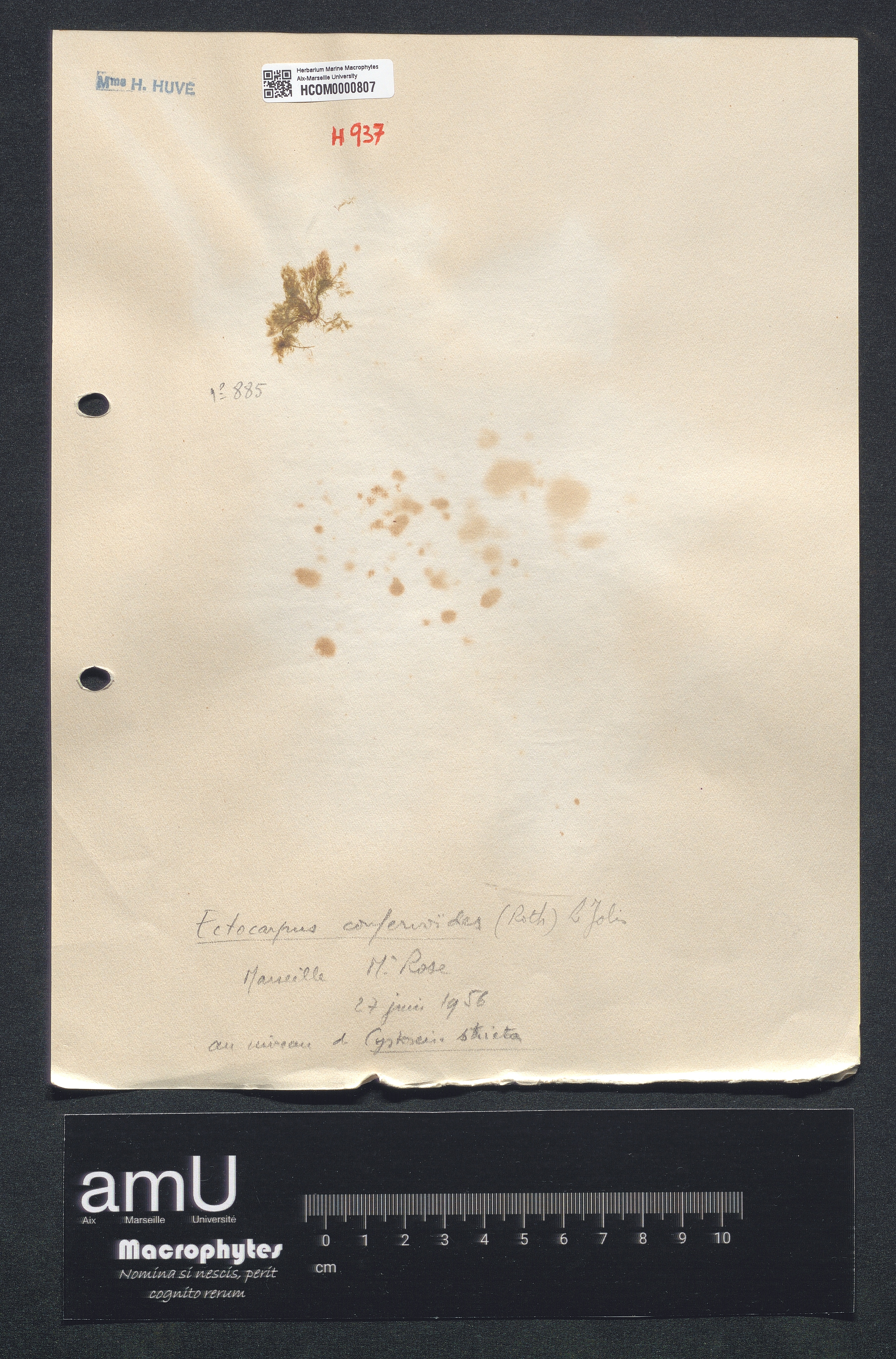 Ectocarpus confervoïdes specimen