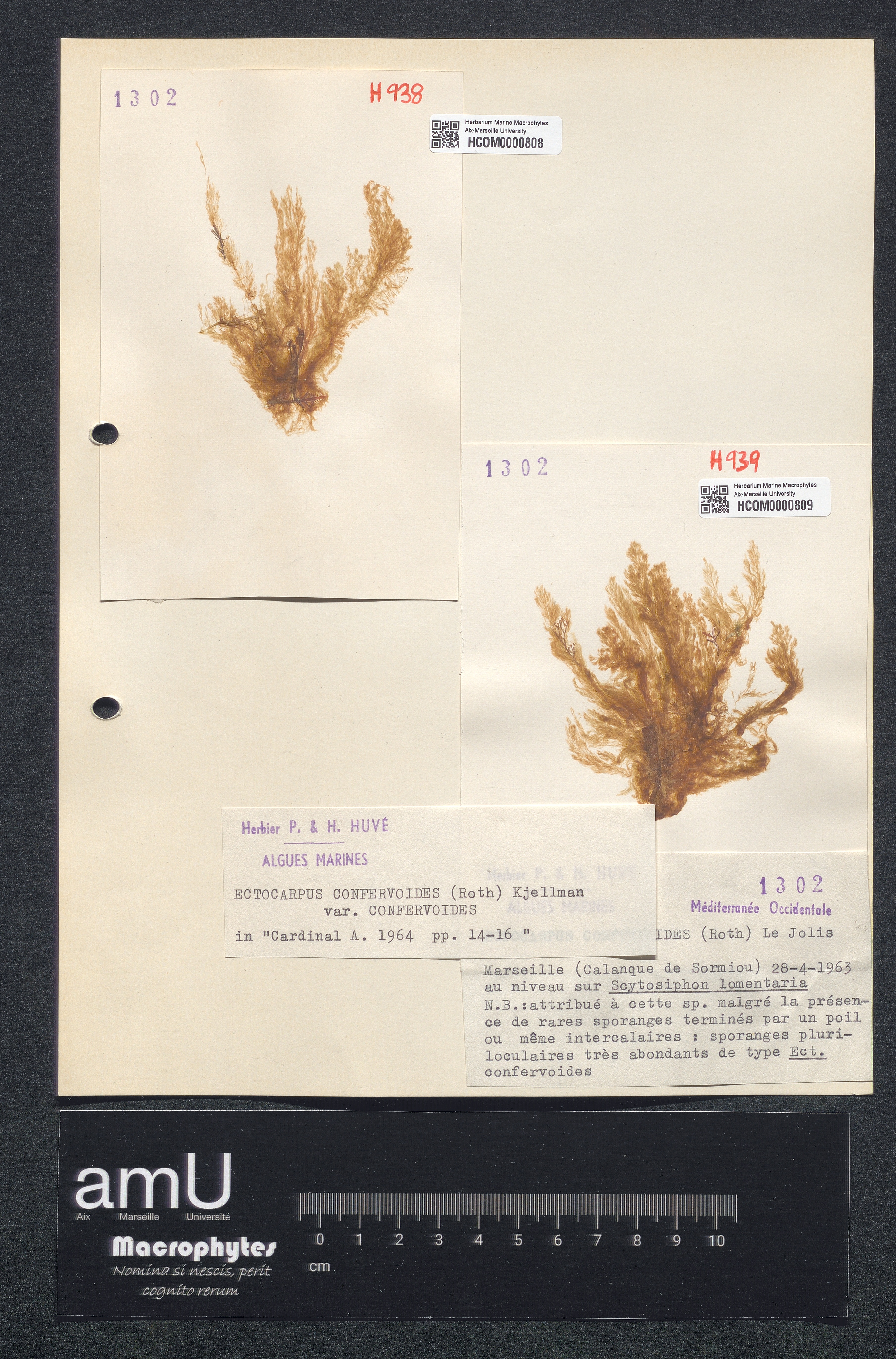 Ectocarpus confervoïdes var. confervoïdes specimen