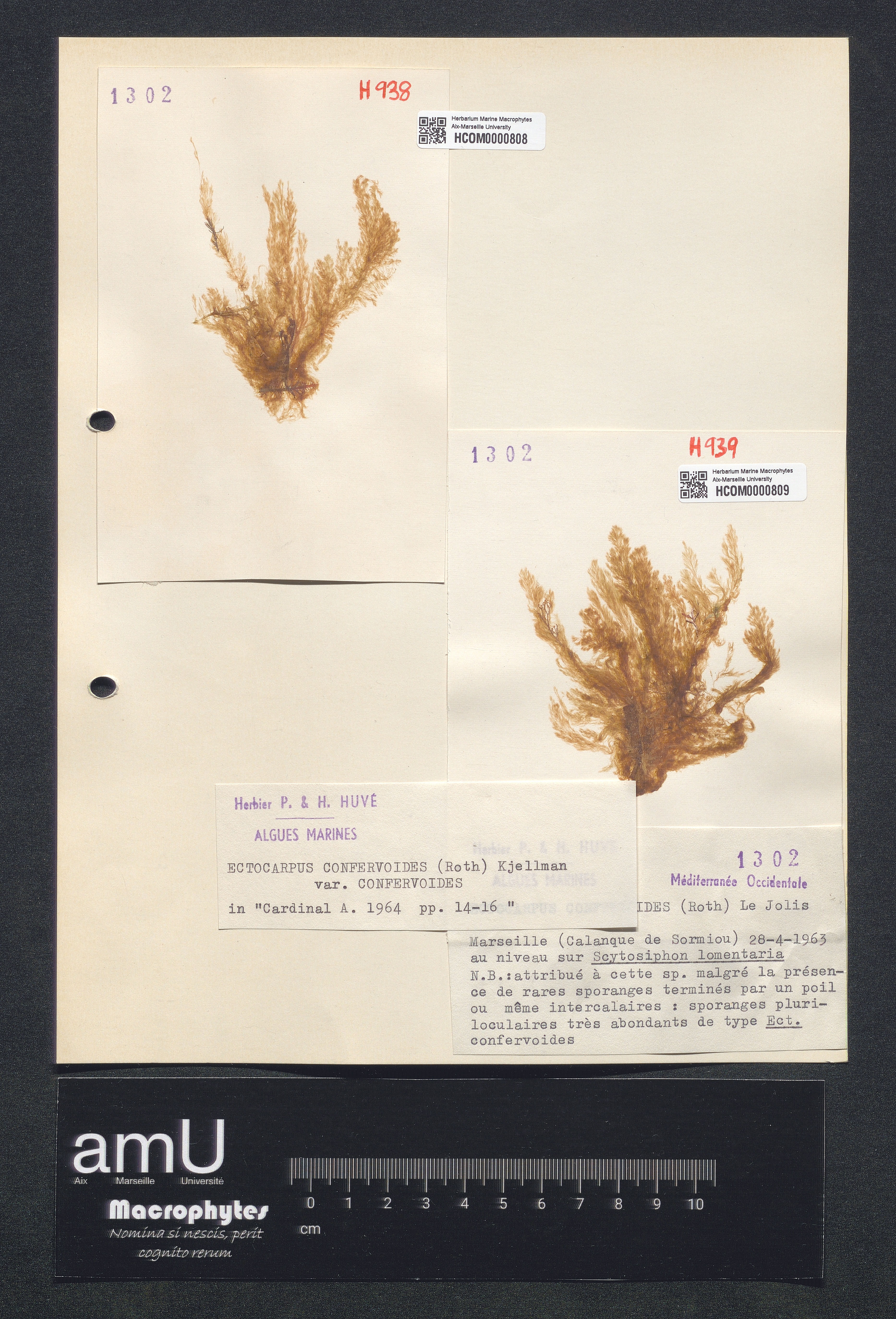 Ectocarpus confervoïdes var. confervoïdes specimen
