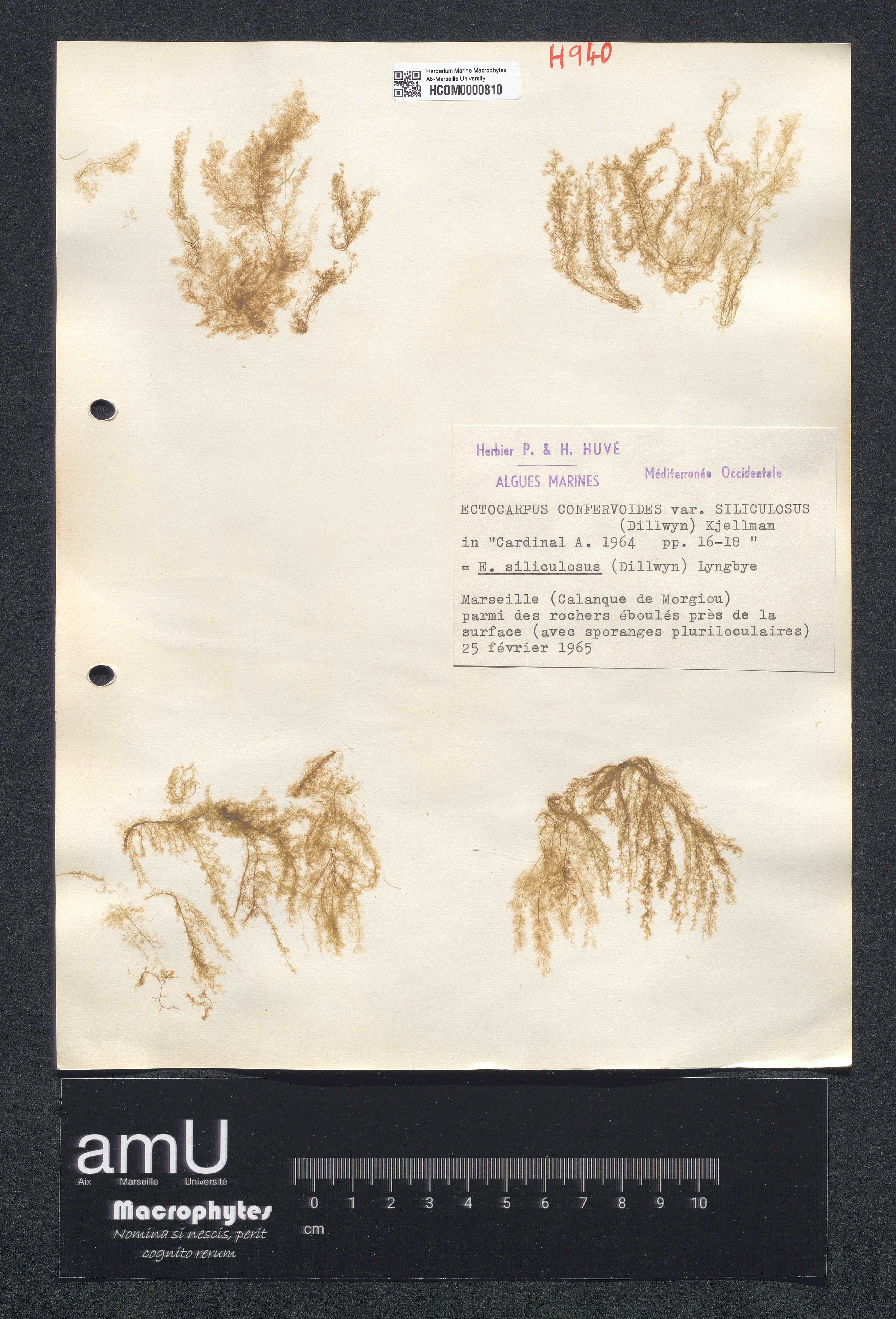 Ectocarpus confervoïdes var. siliculosus specimen