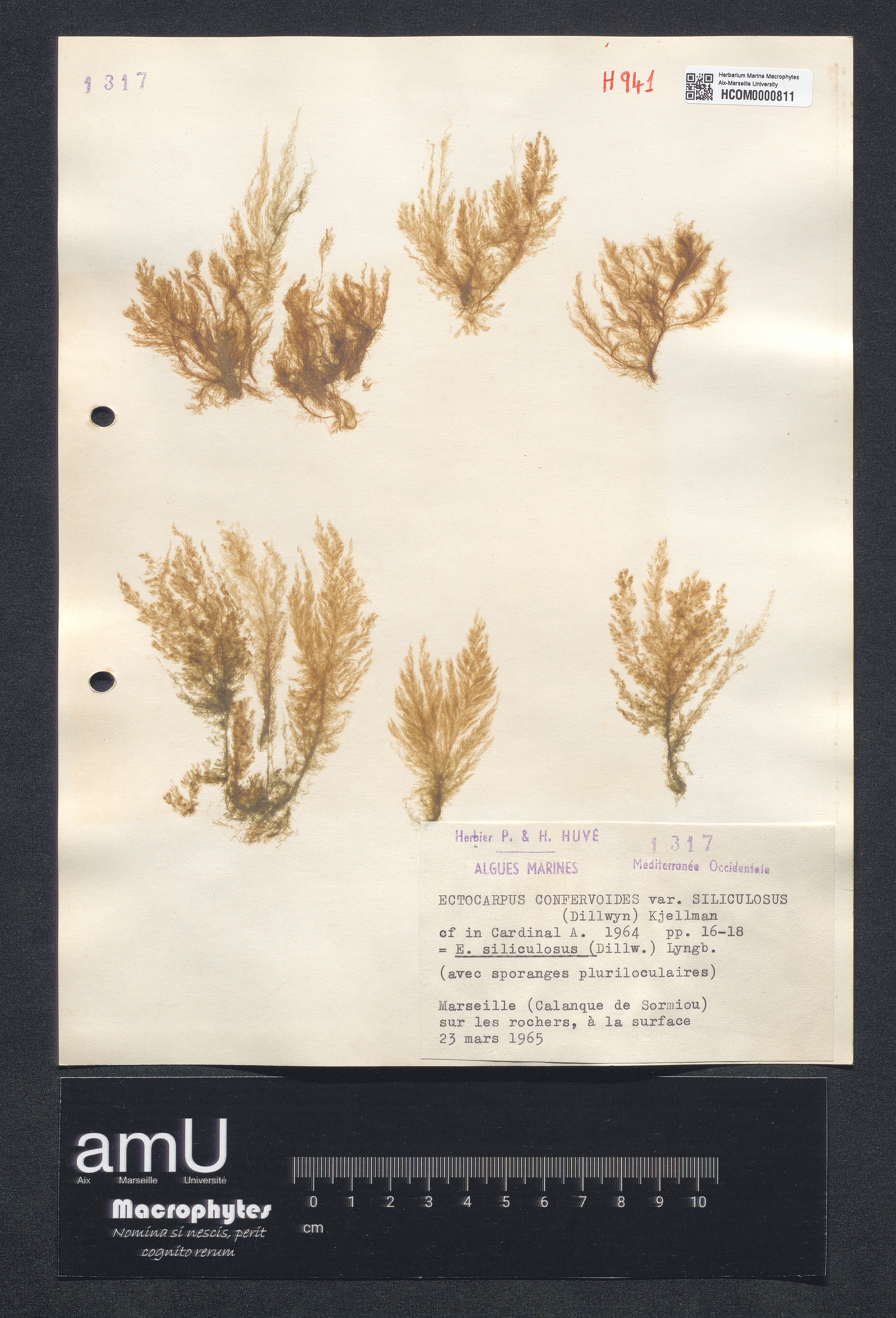 Ectocarpus confervoïdes var. siliculosus specimen