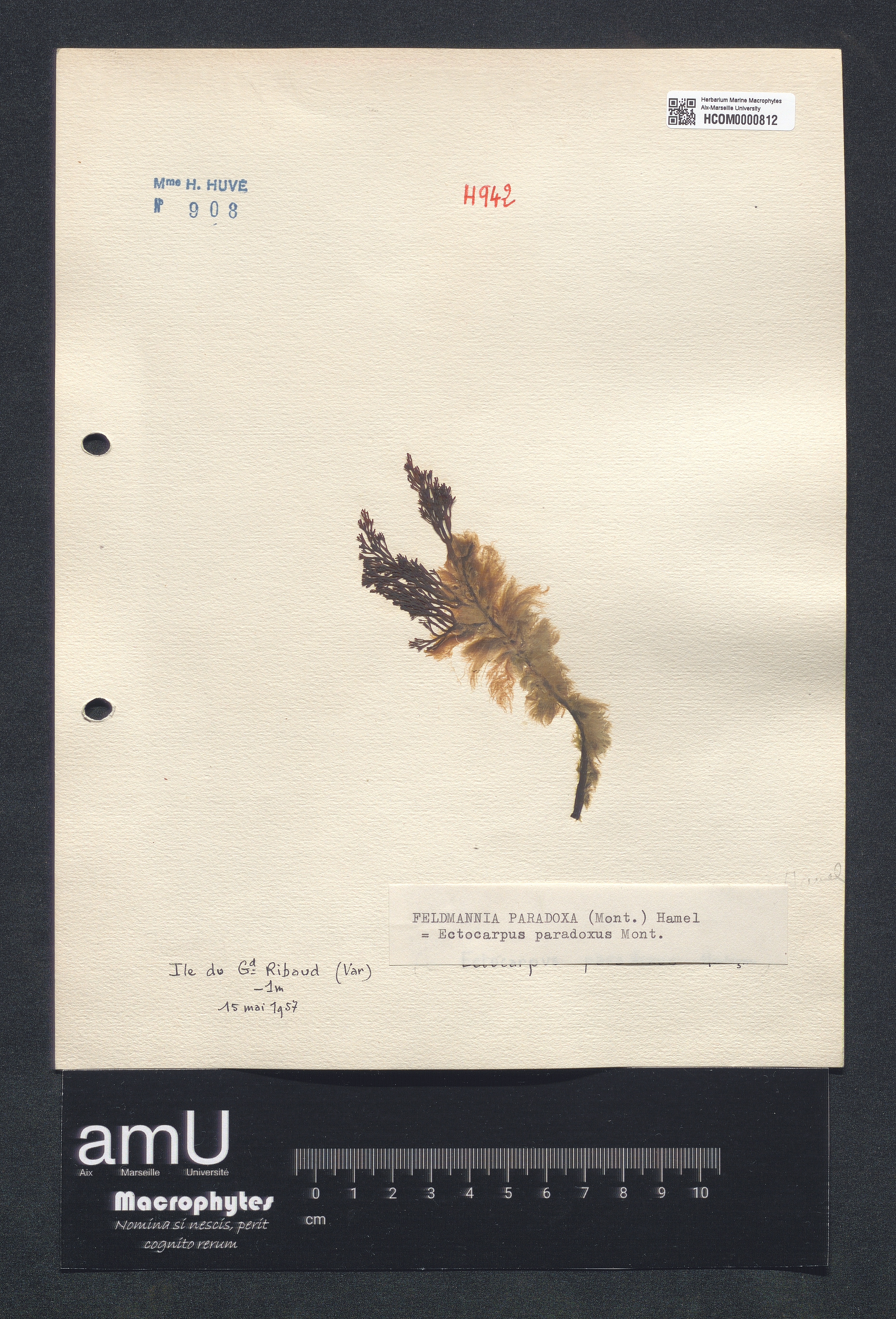 Ectocarpus paradoxus specimen