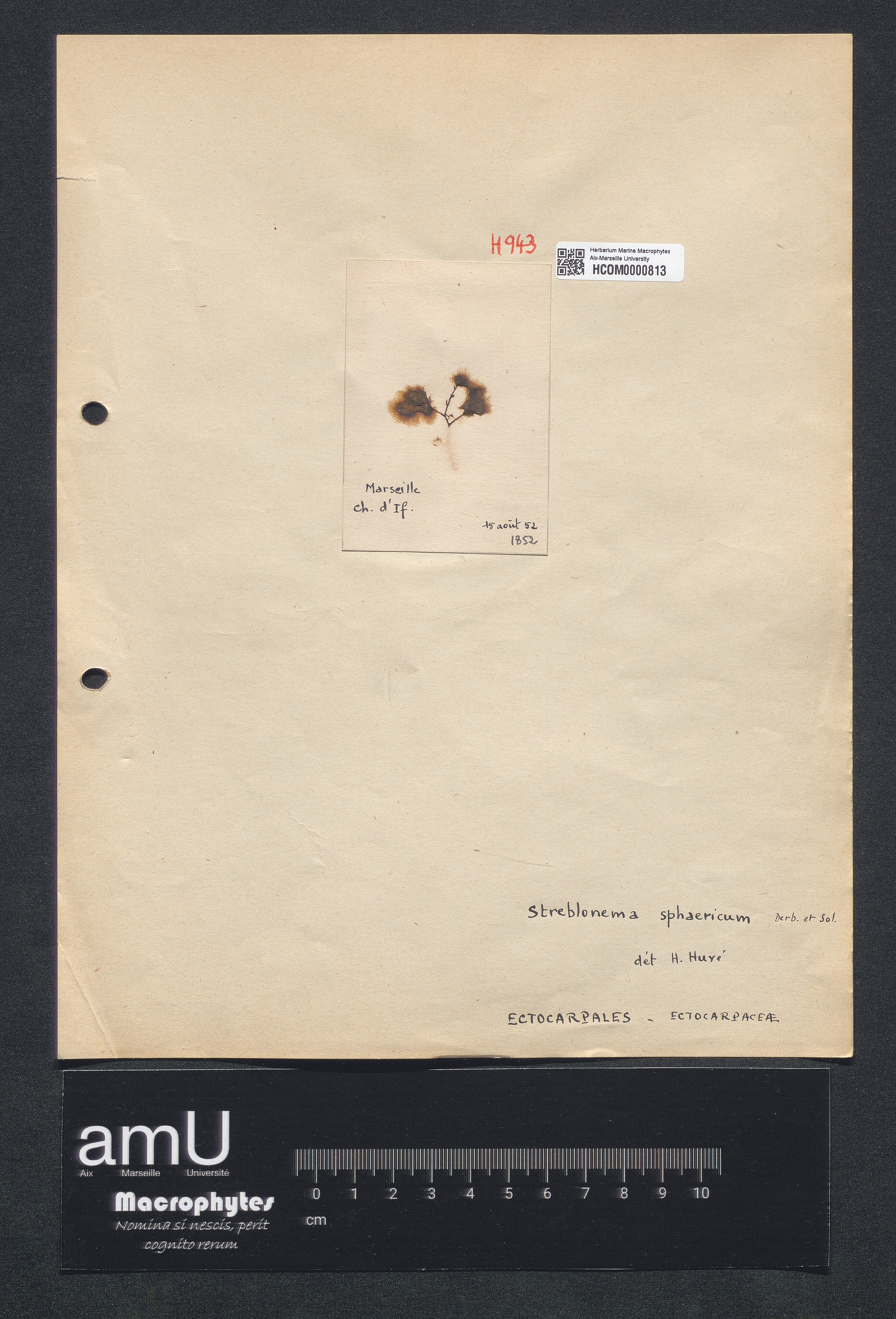 Streblonema sphaericum specimen