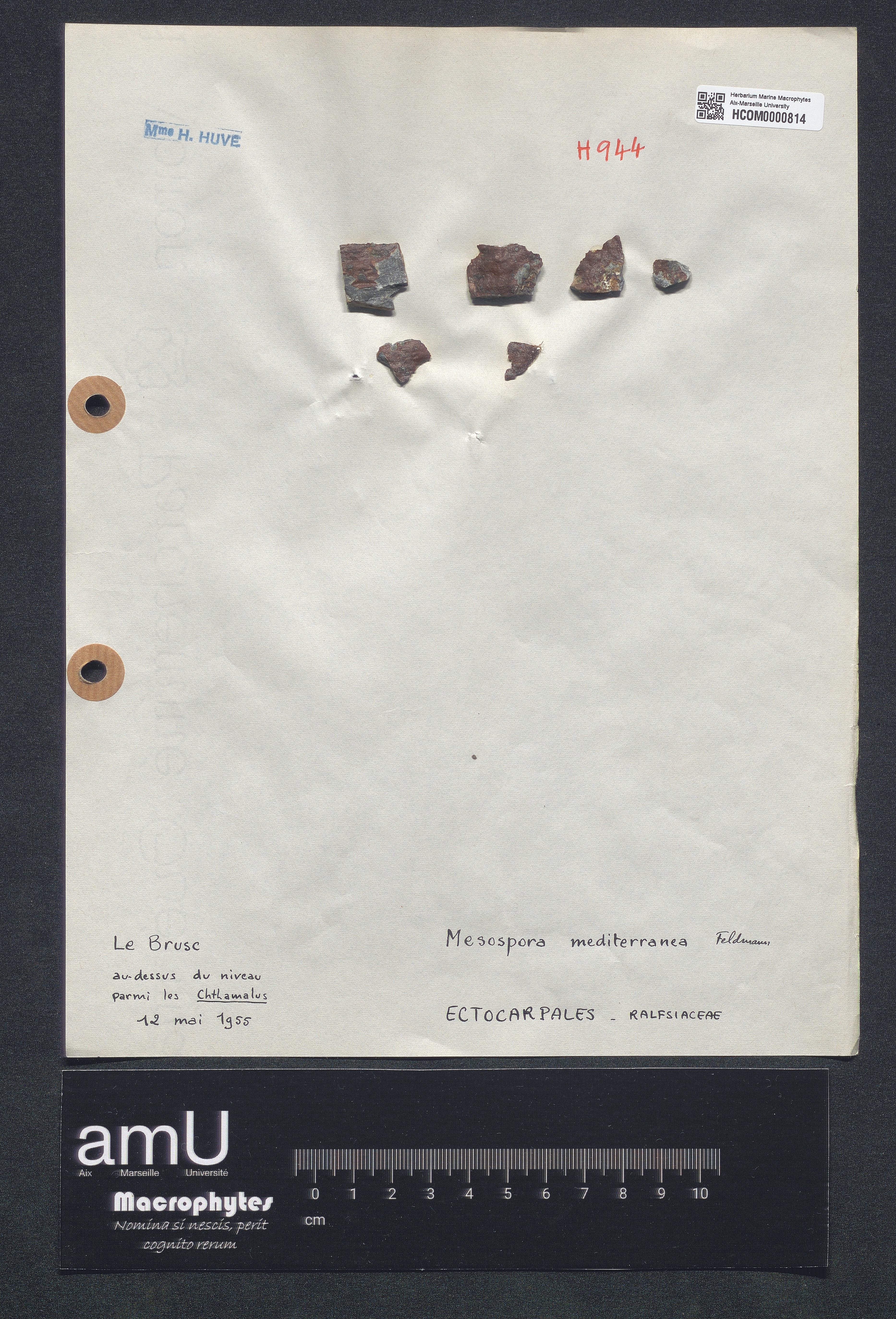Mesospora mediterranea specimen