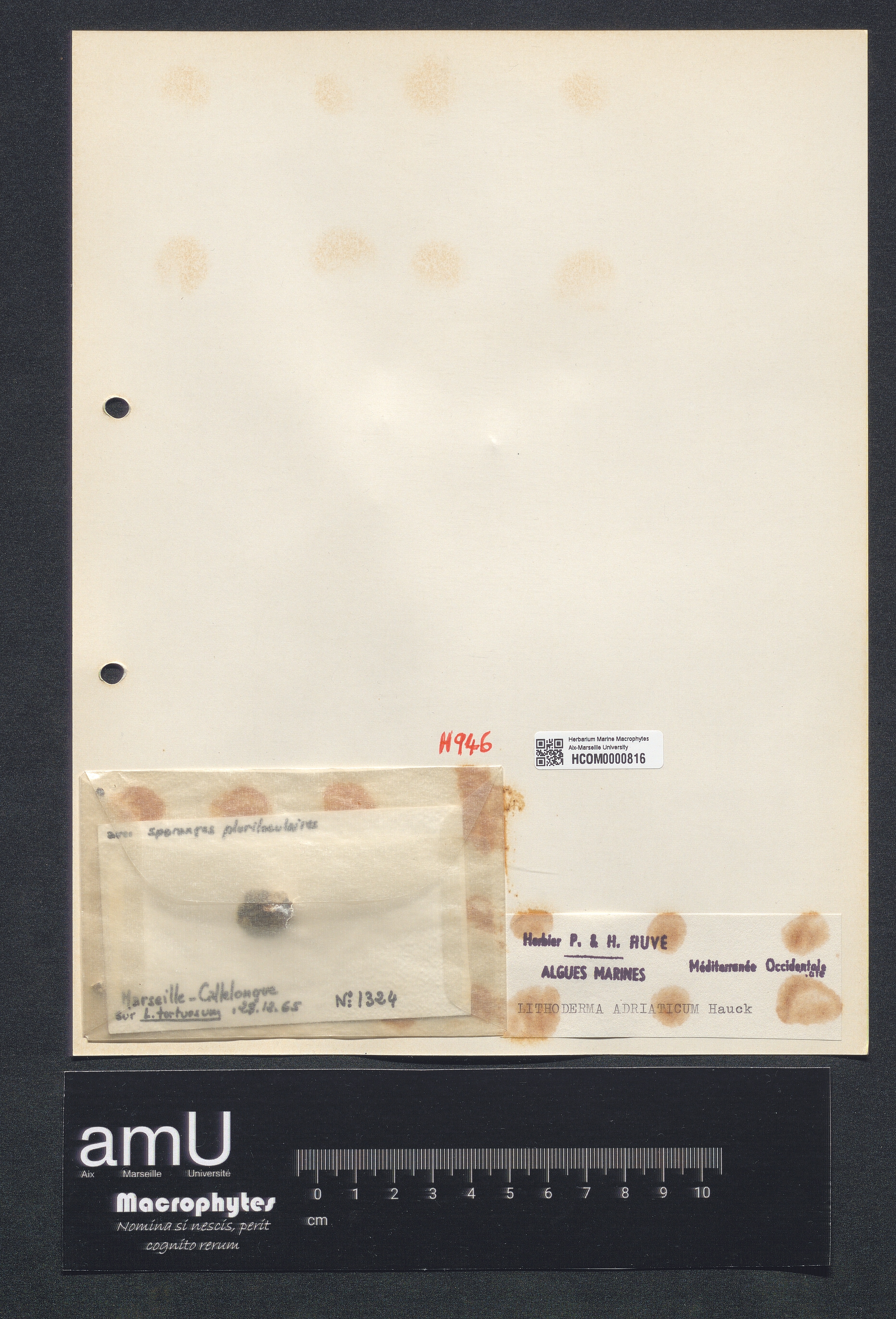 Lithoderma adriaticum specimen