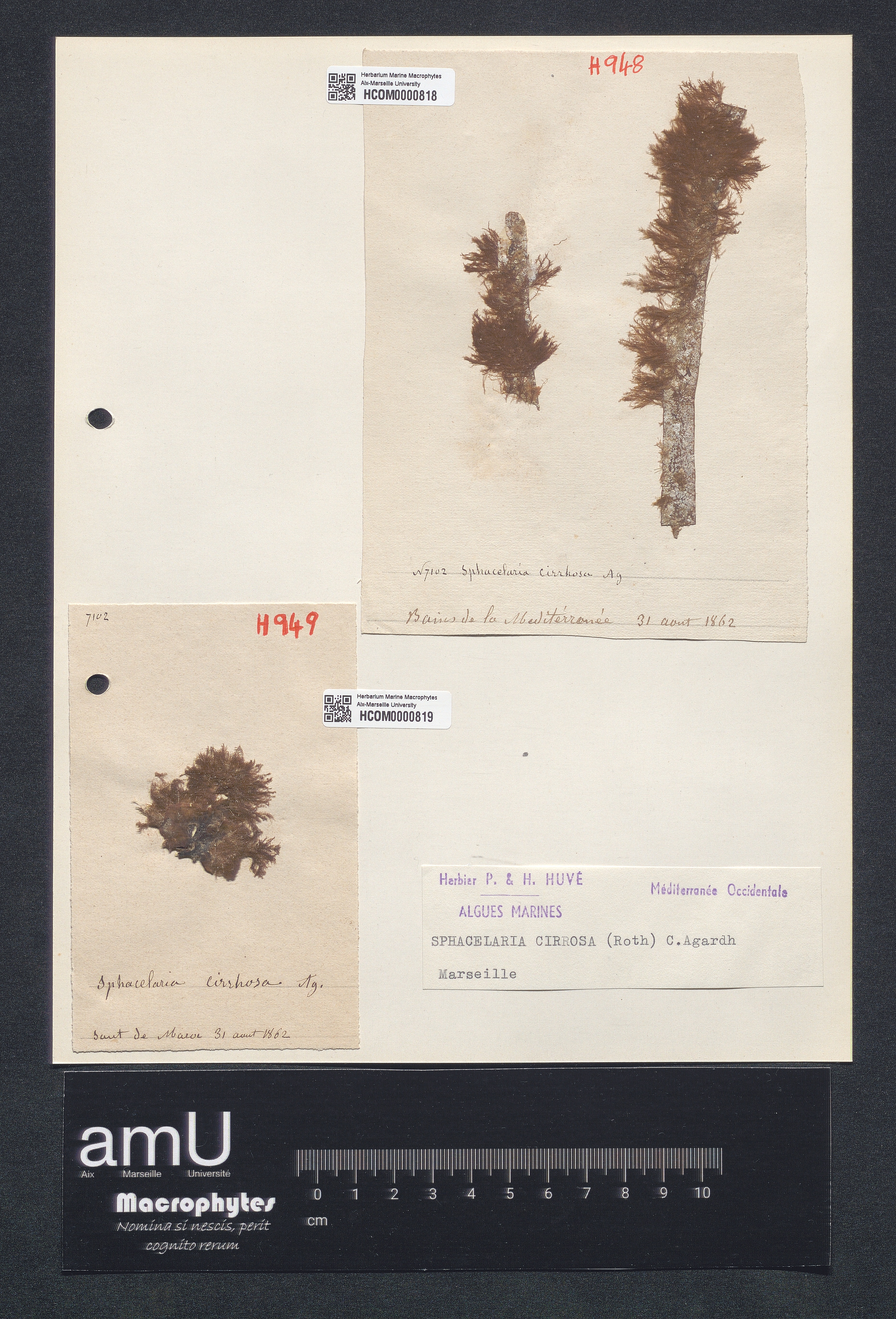 Sphacellaria cirrosa specimen