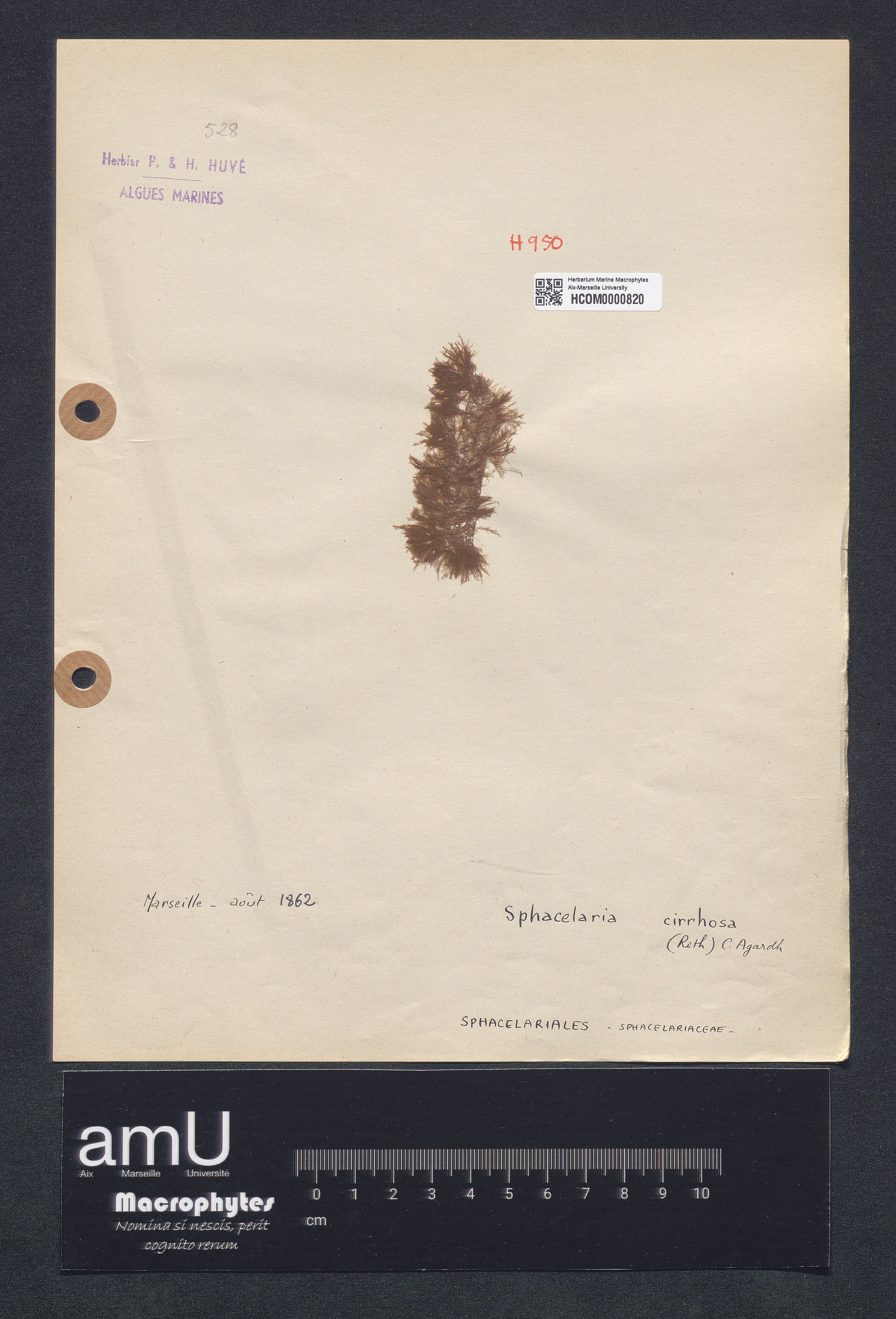 Sphacellaria cirrosa specimen