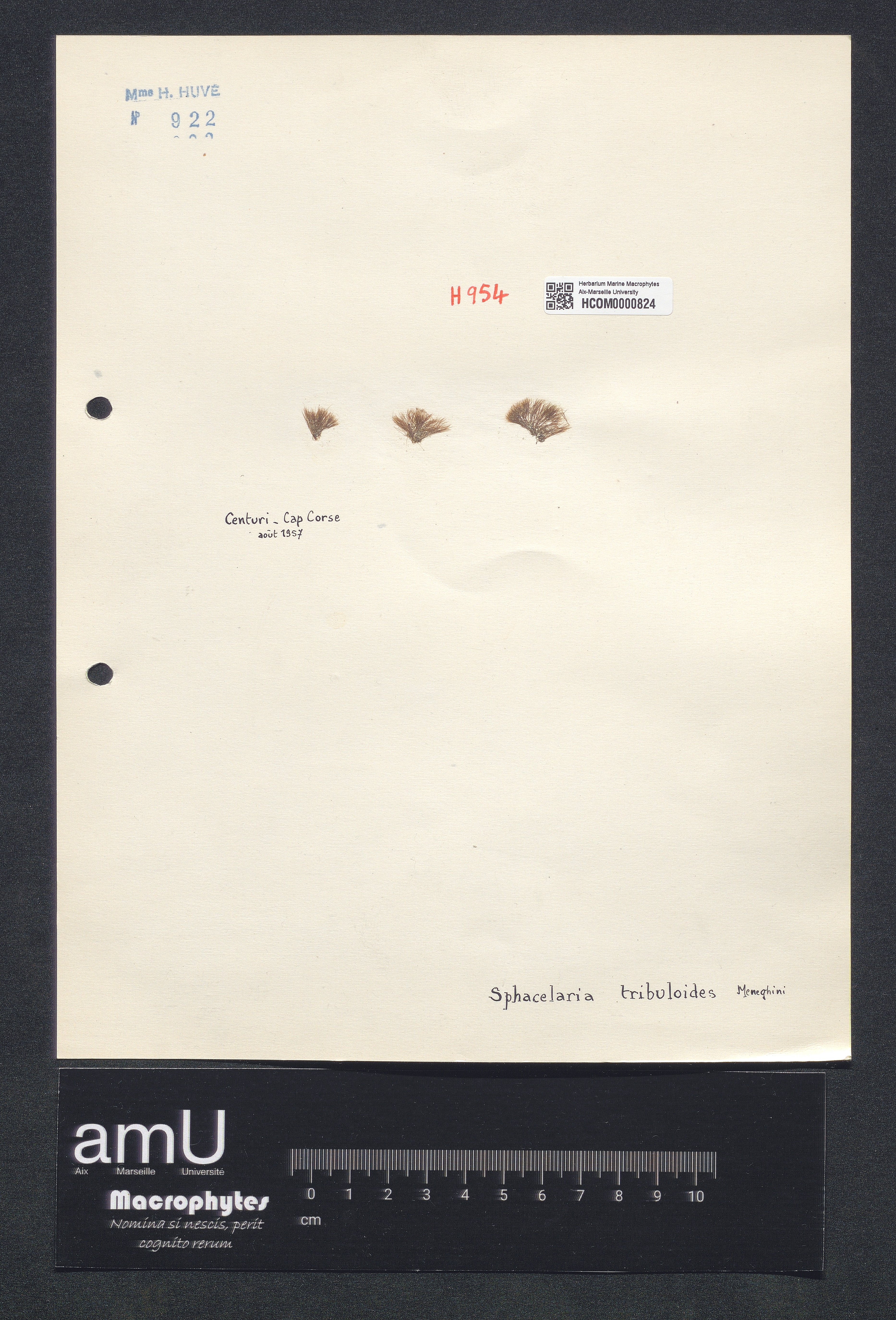Sphacellaria tribuloides specimen