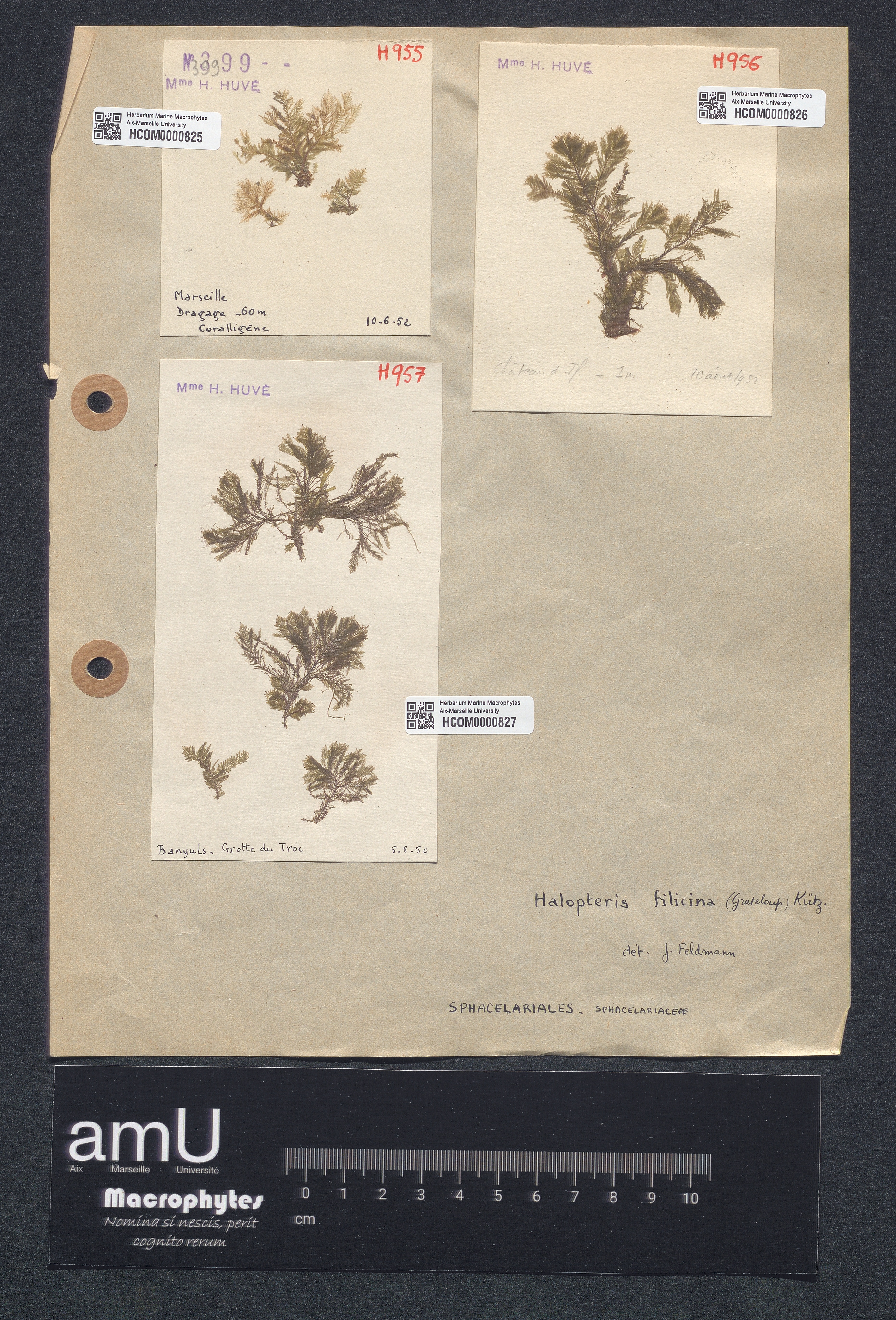 Halopteris filicina specimen