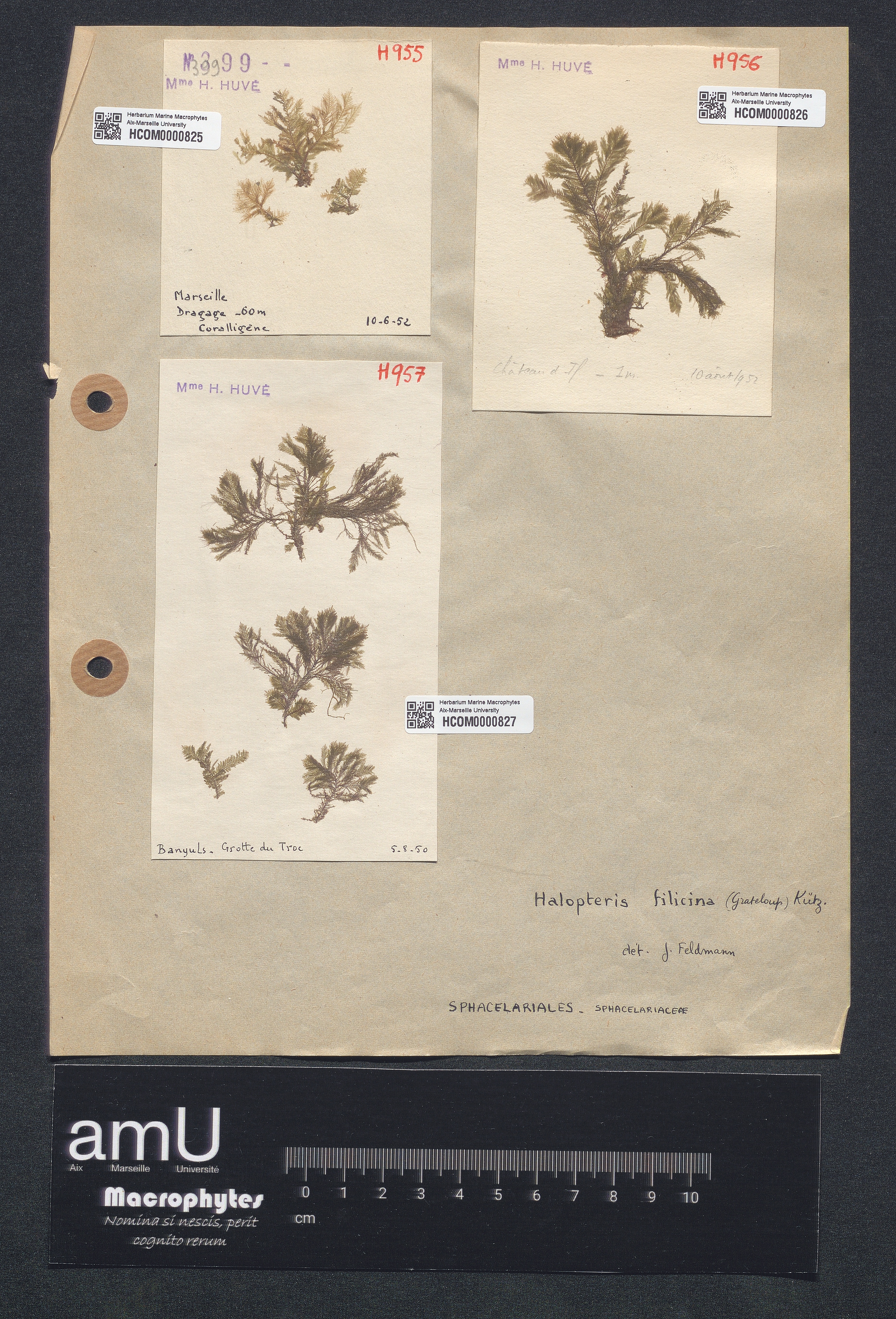 Halopteris filicina specimen