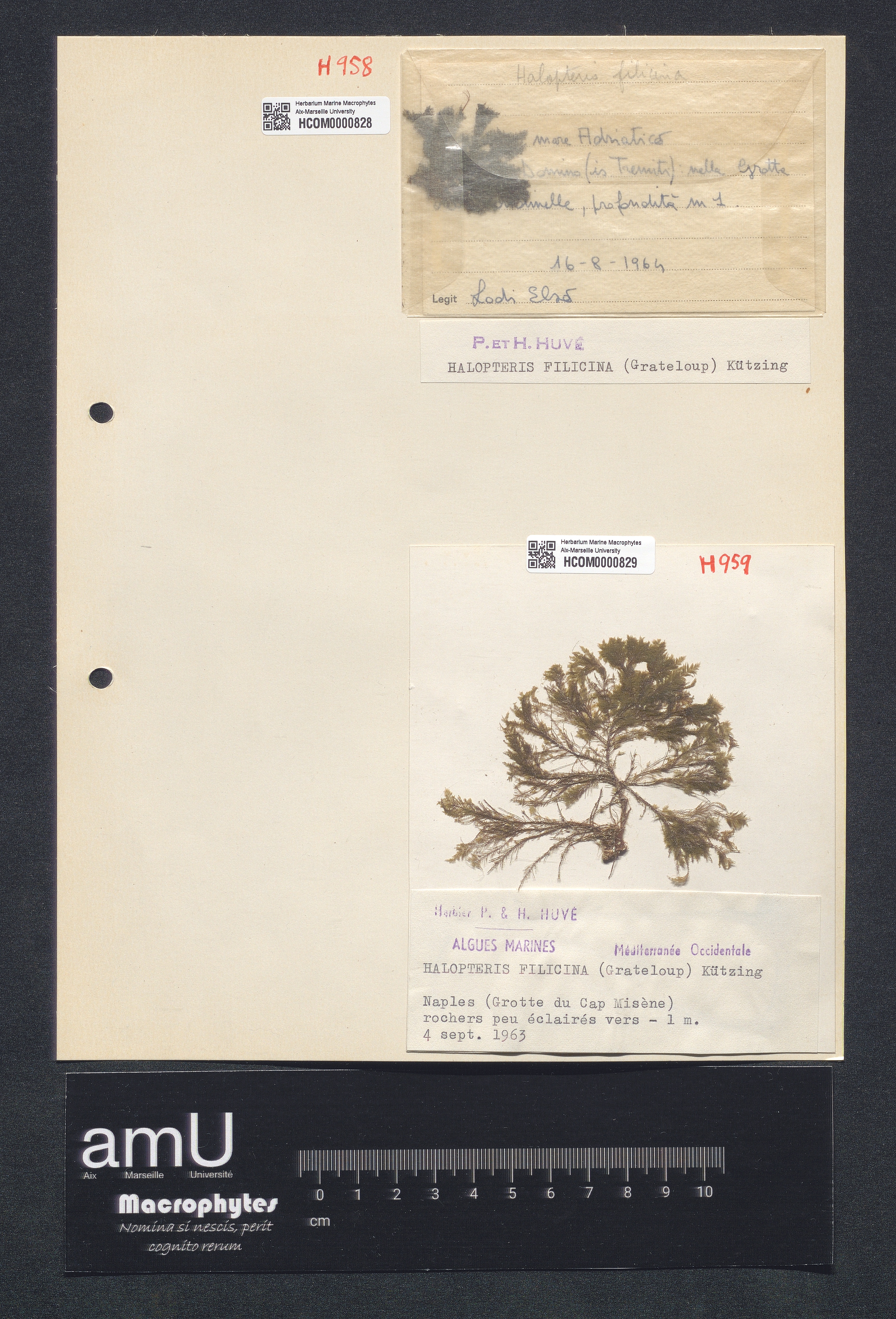 Halopteris filicina specimen