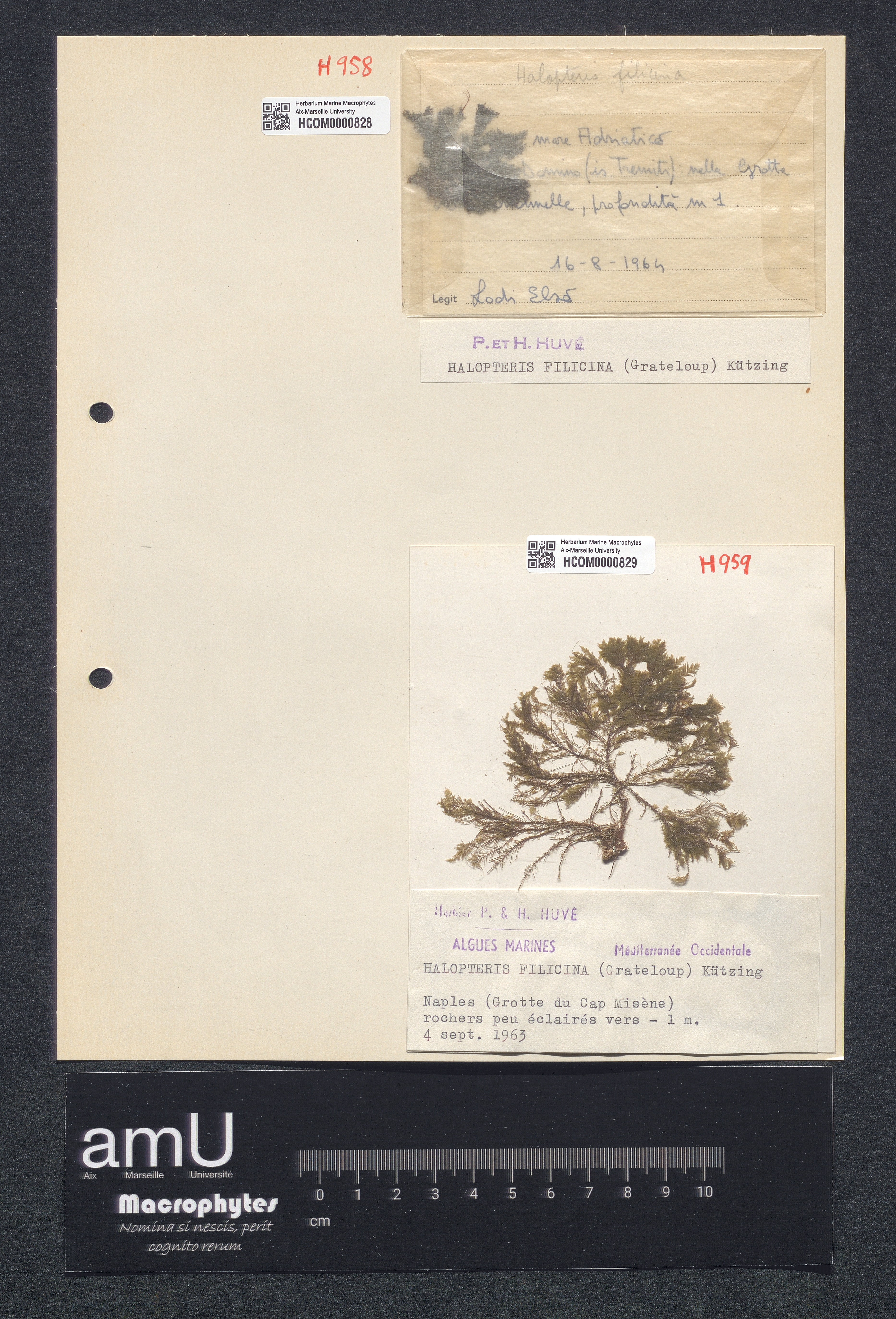 Halopteris filicina specimen