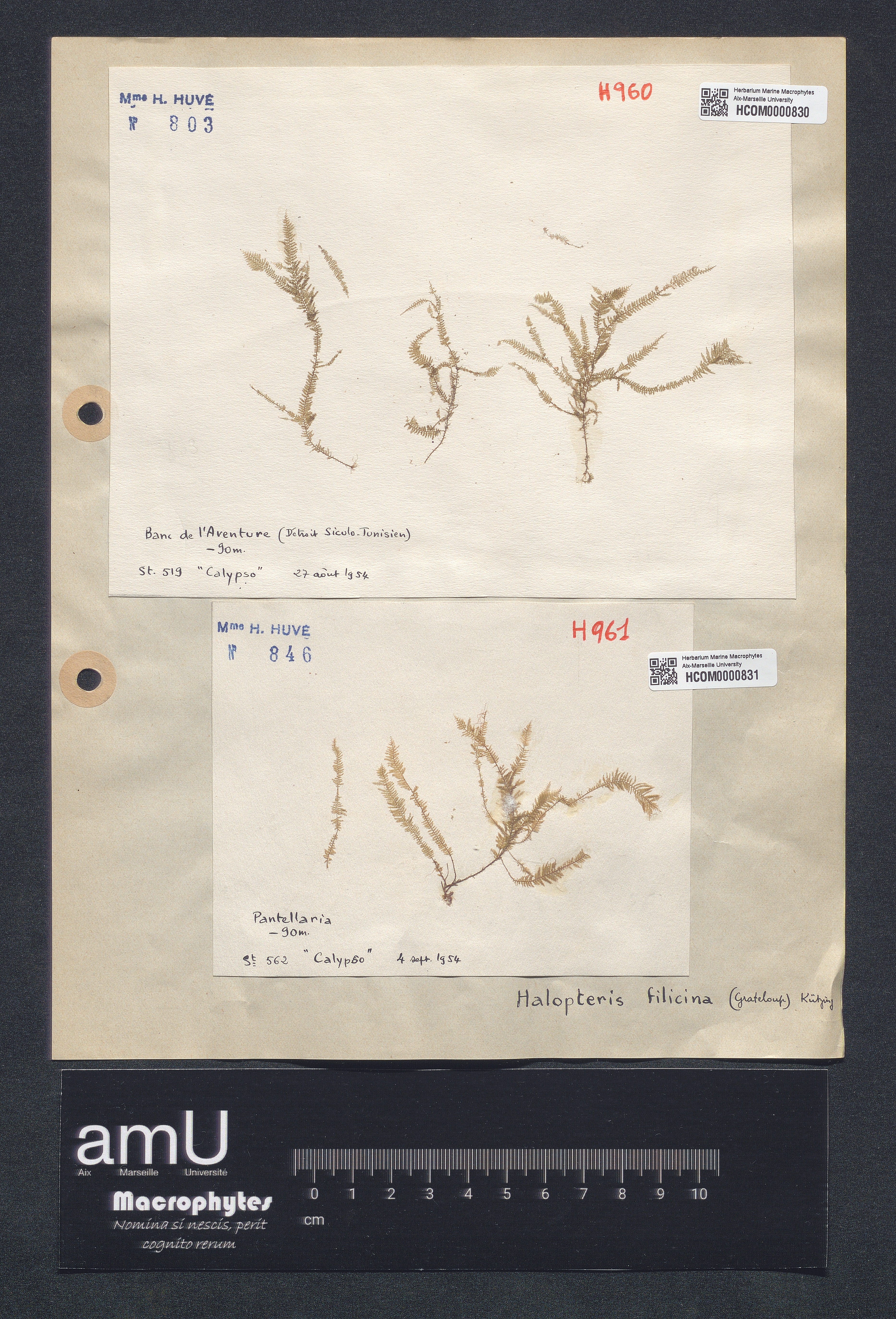 Halopteris filicina specimen
