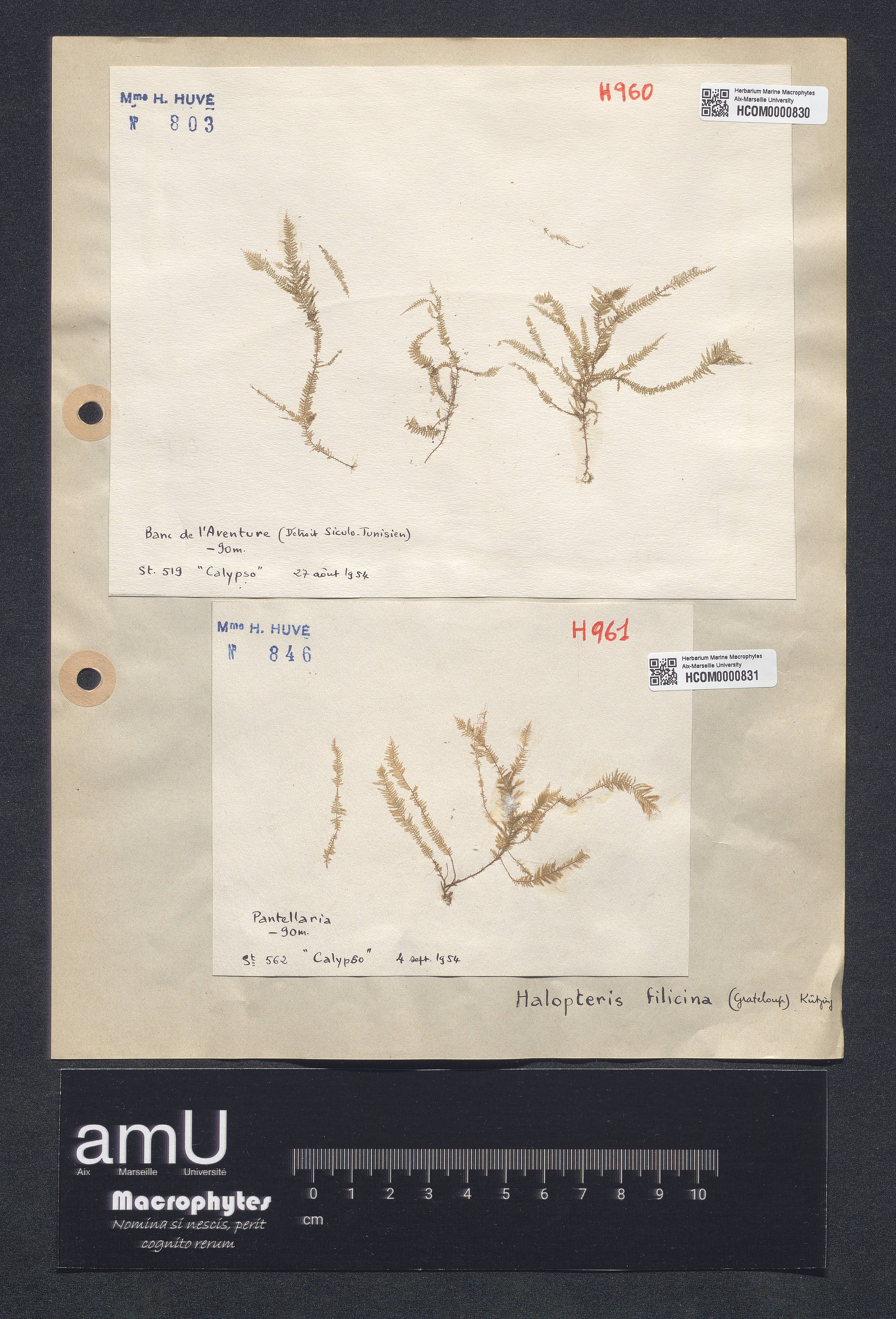 Halopteris filicina specimen