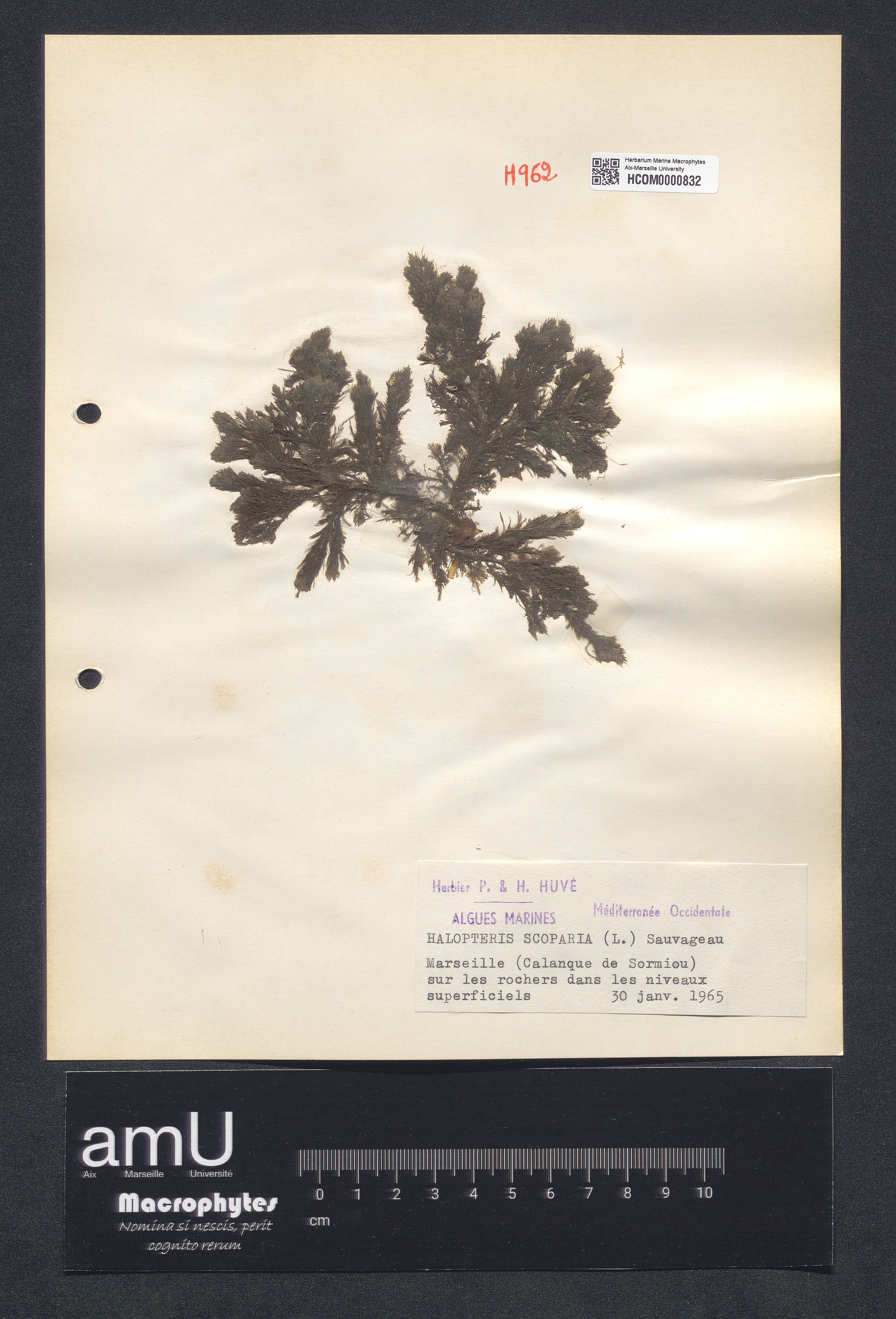 Halopteris scoparia specimen