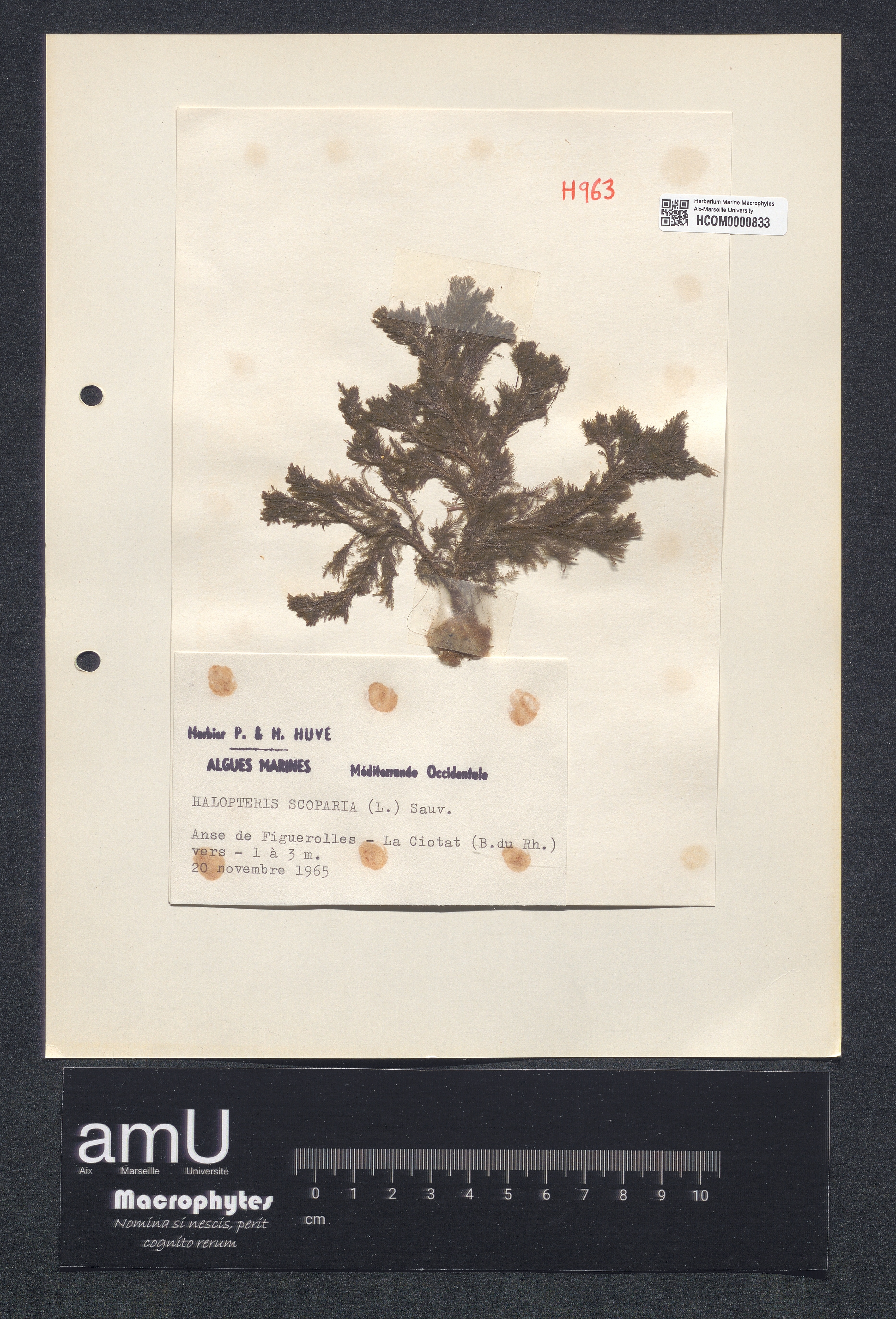 Halopteris scoparia specimen