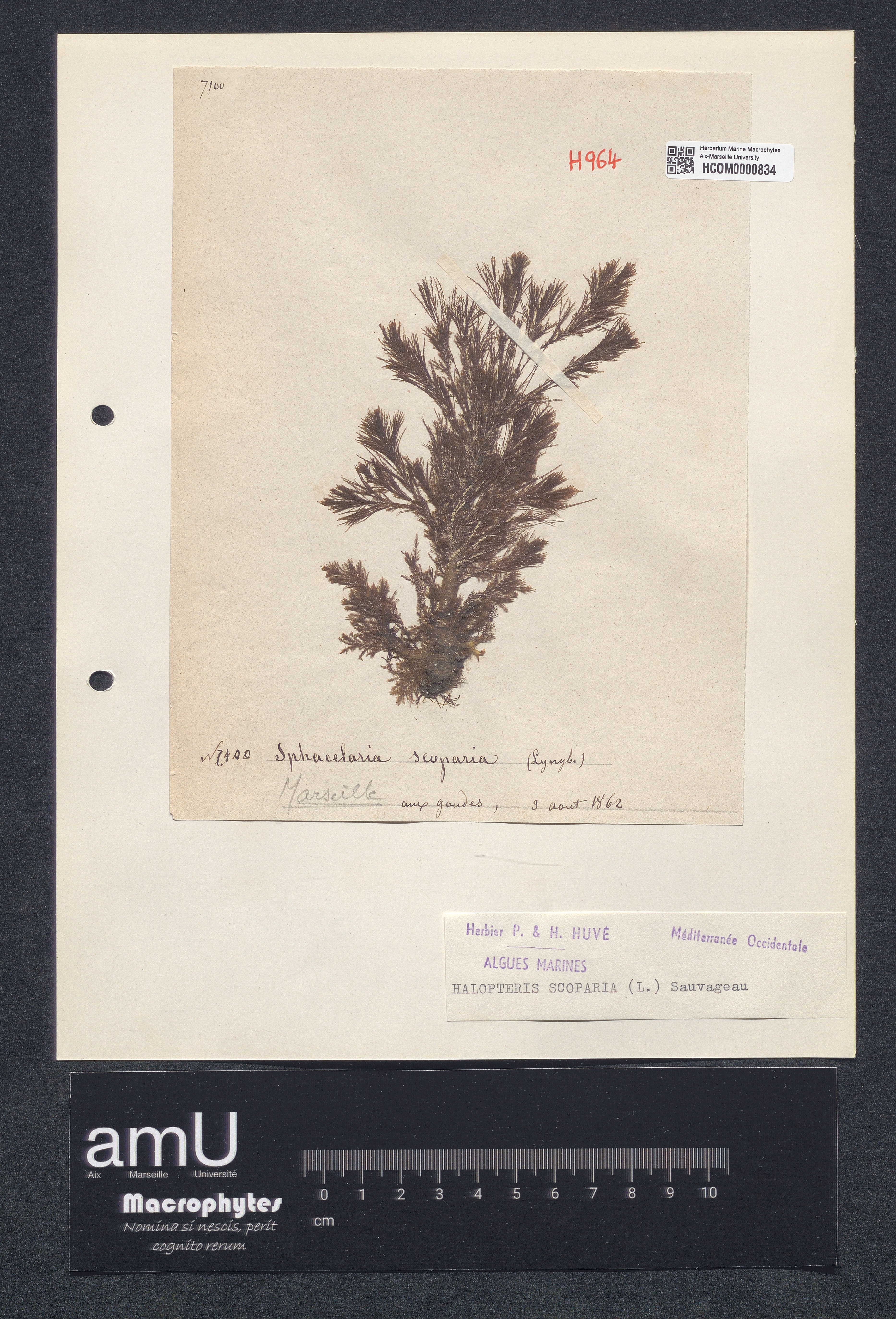 Halopteris scoparia specimen