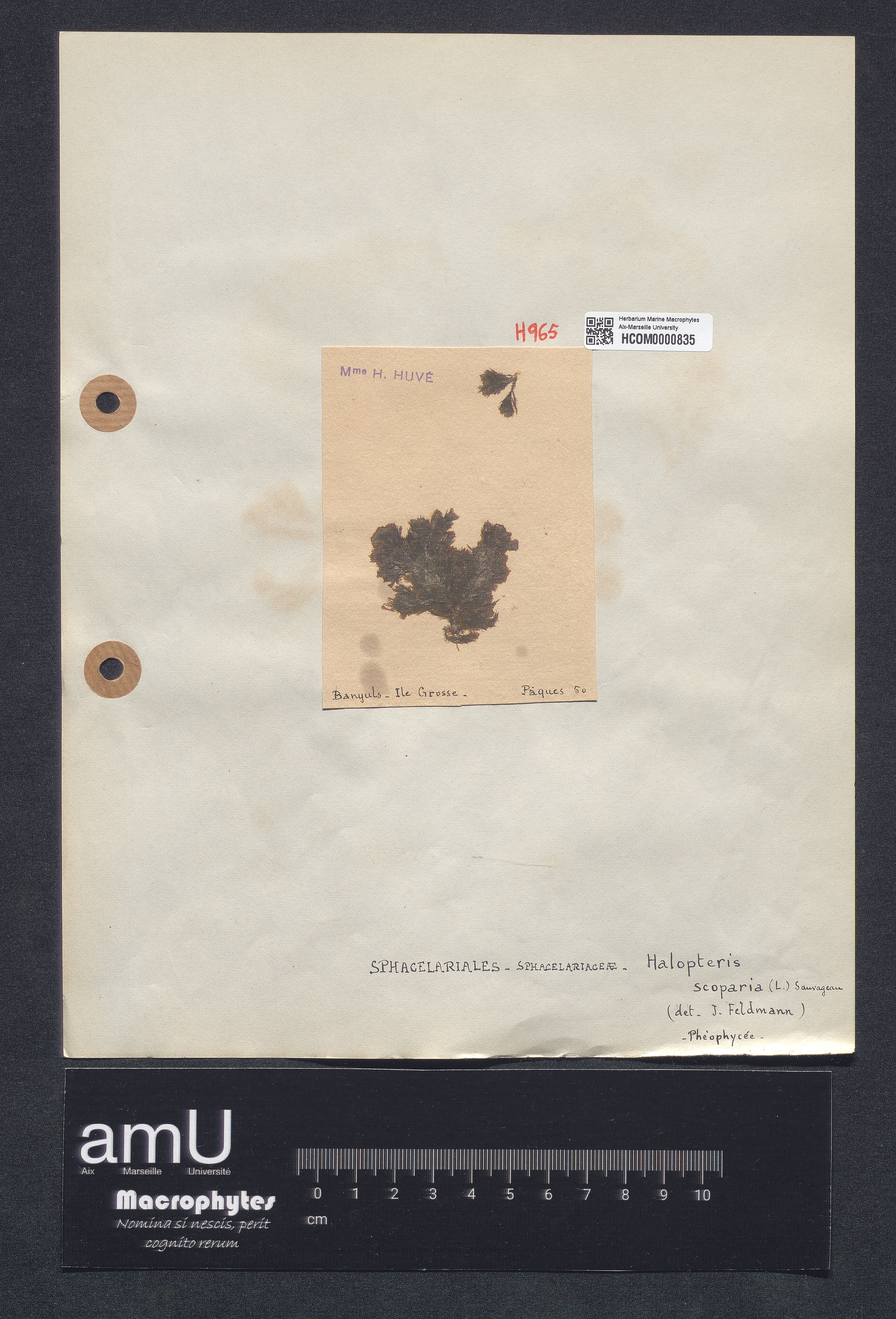 Halopteris scoparia specimen