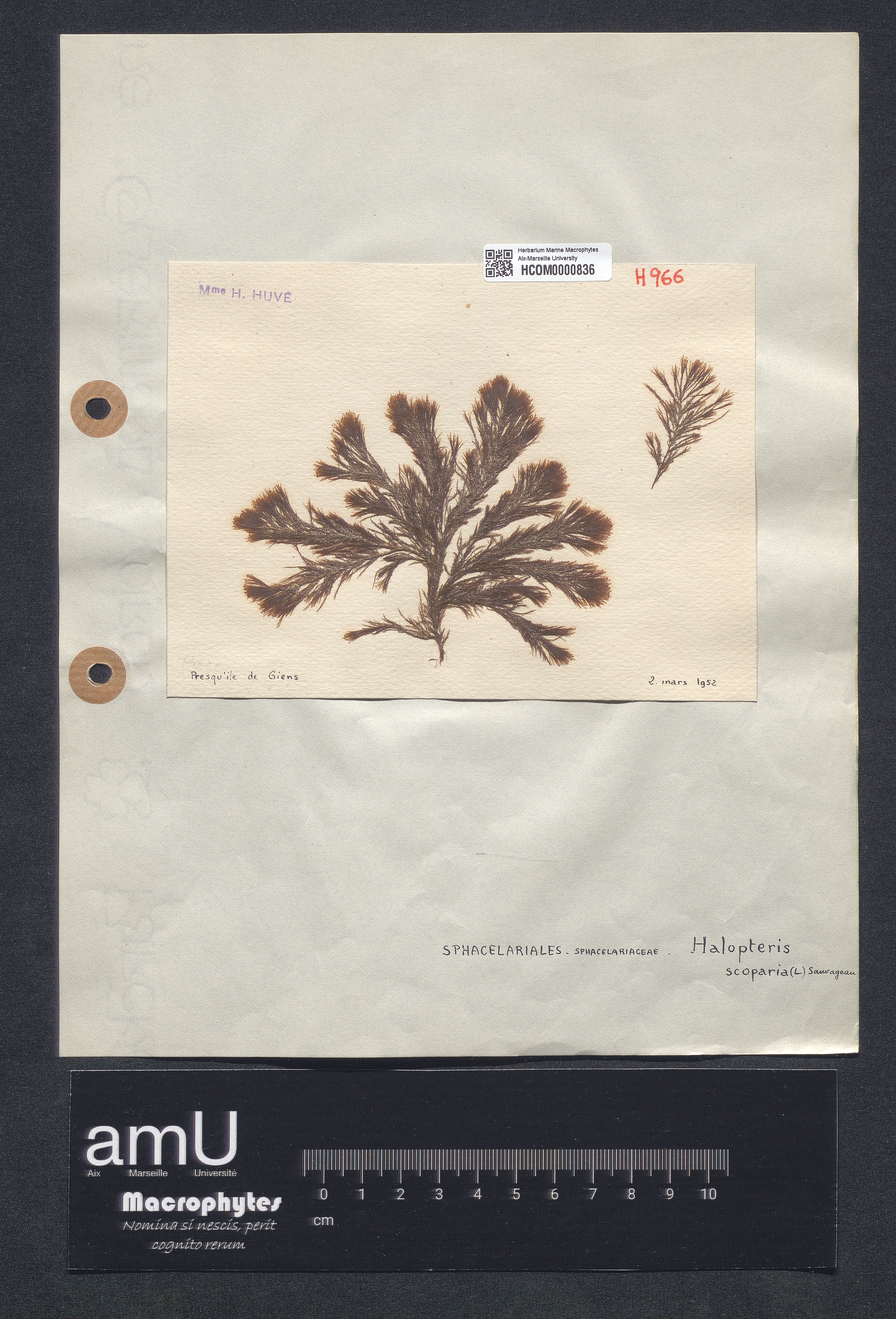 Halopteris scoparia specimen