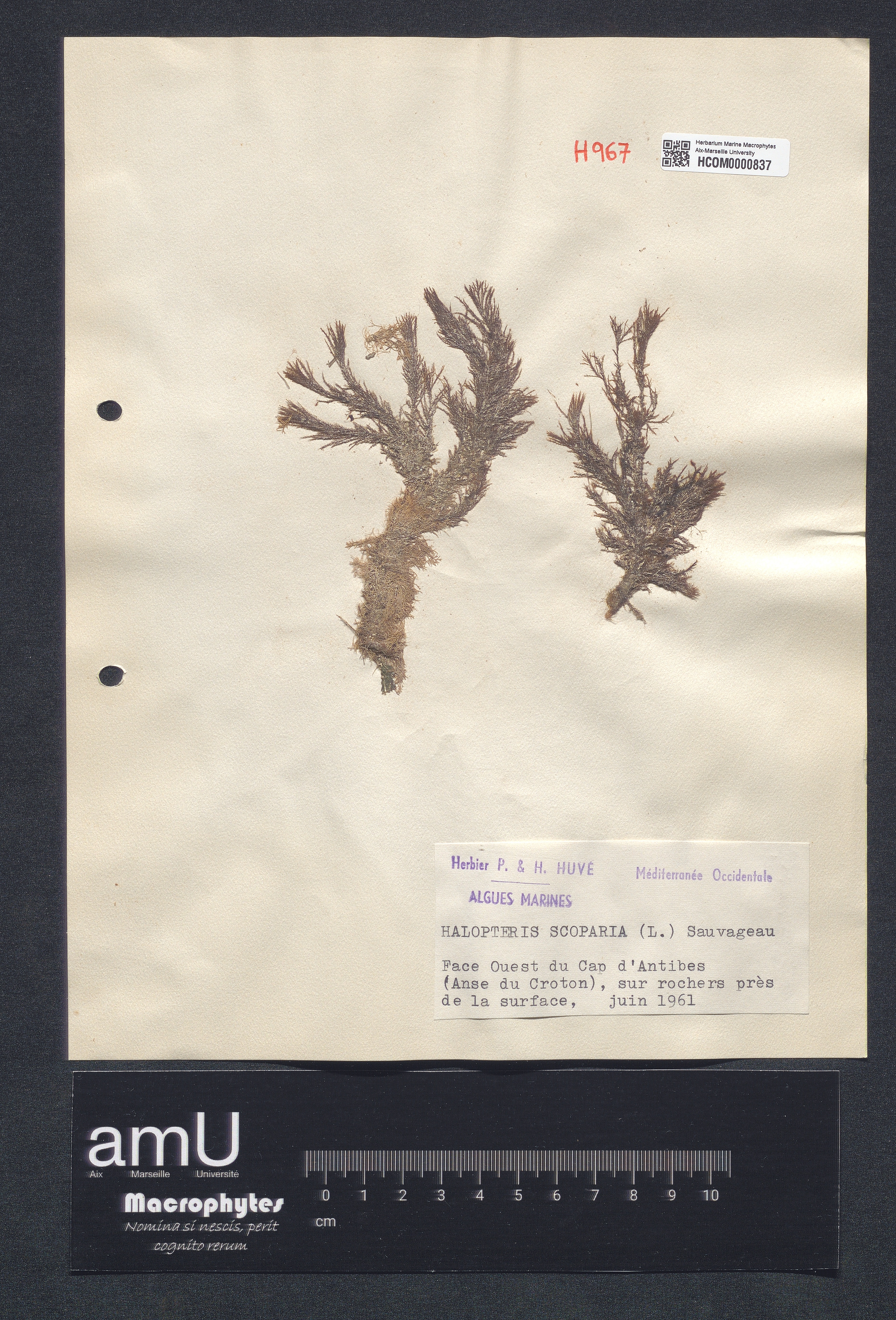Halopteris scoparia specimen