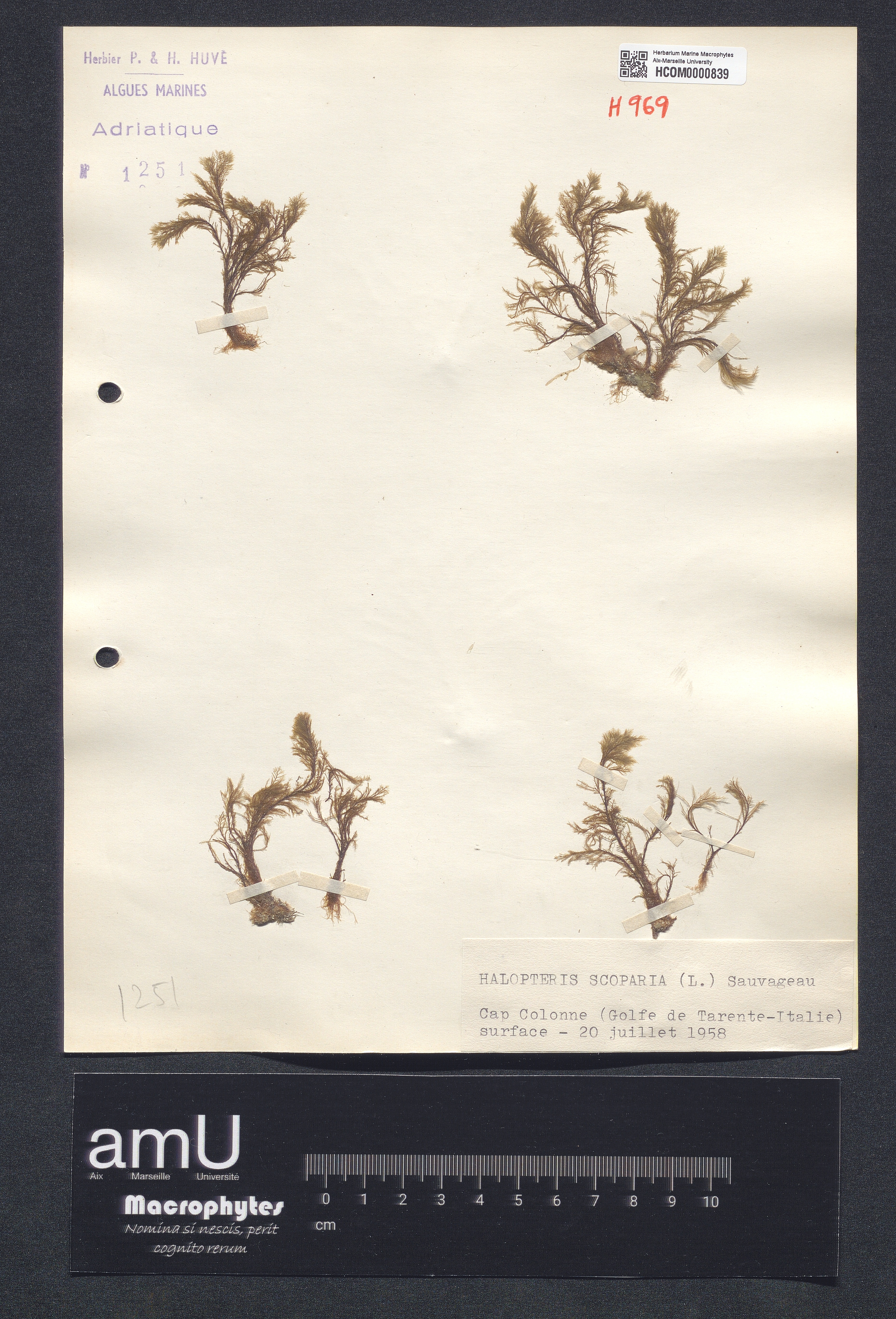 Halopteris scoparia specimen